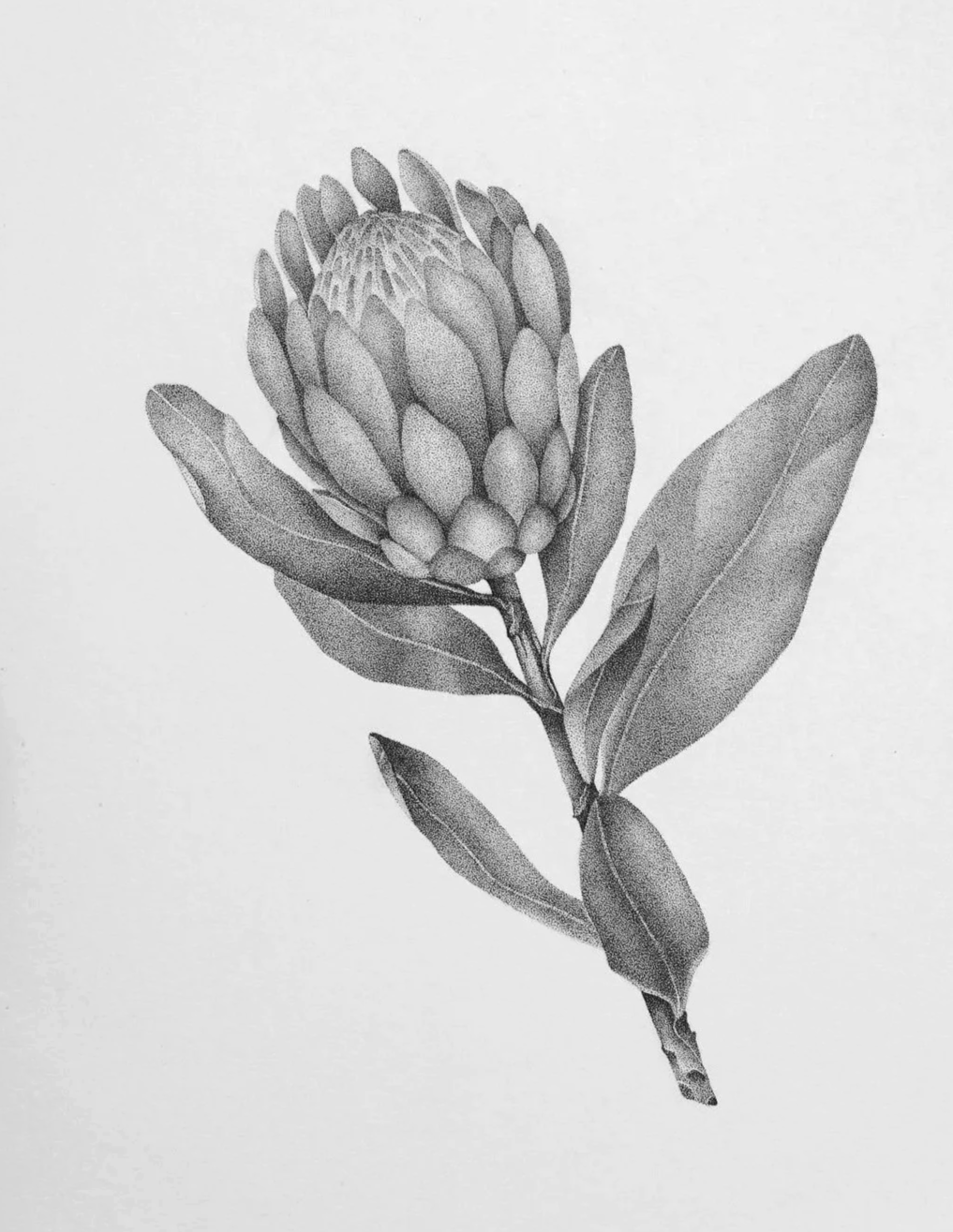 Protea flower dotwork illustration in black and white