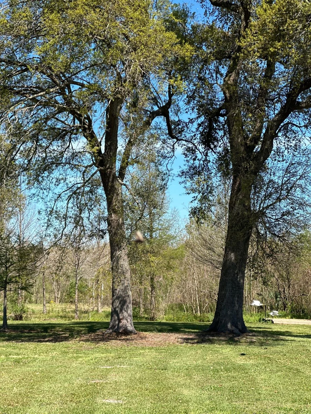 WhatsApp Image 2025-06-27 at 3.36.12 AM.jpeg