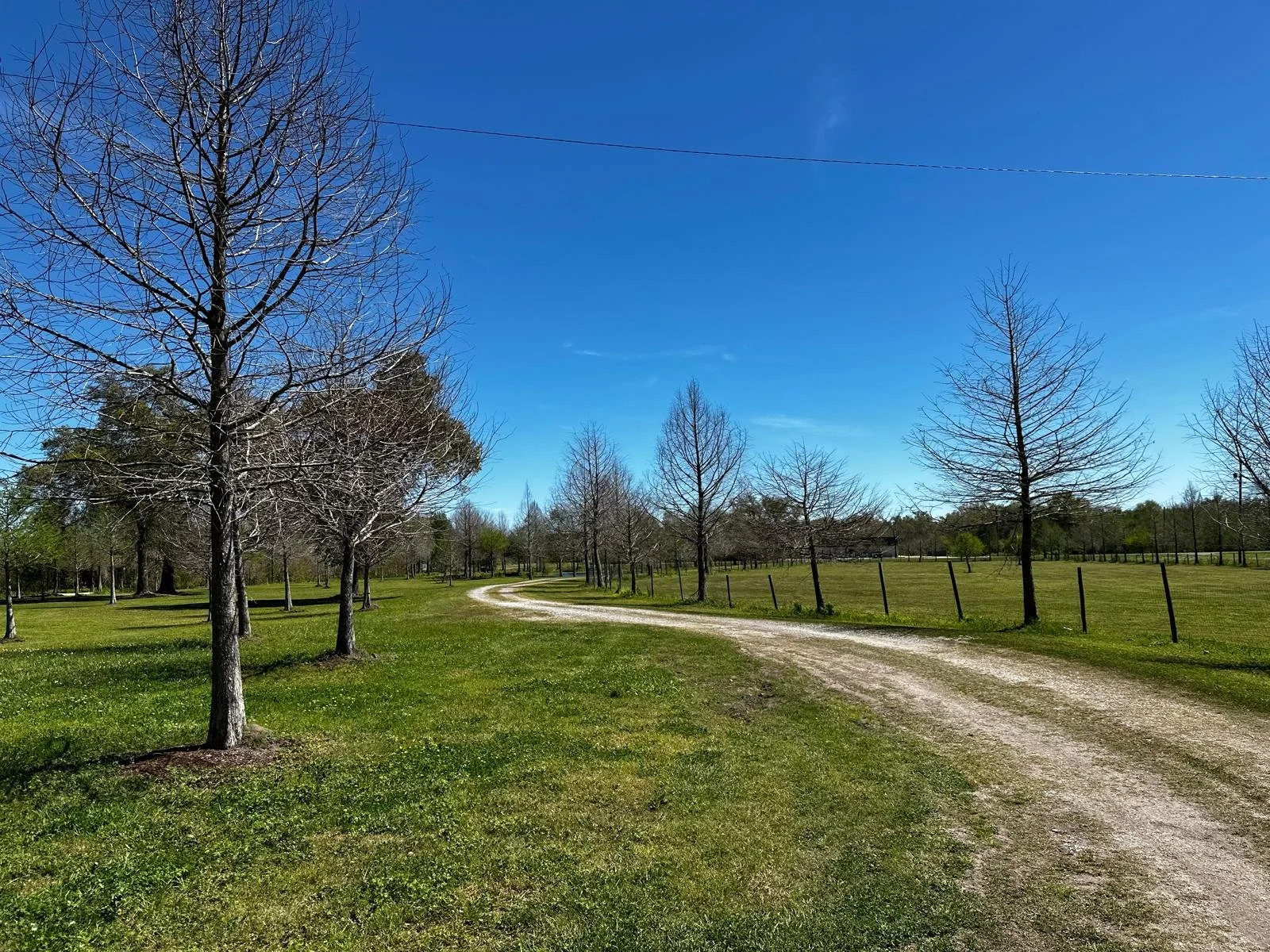 A dirt pathway winding through a grassy field with leafless trees on either side under a clear blue sky.