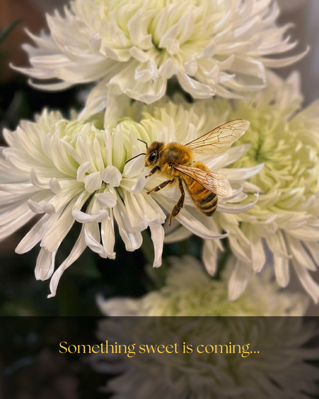 Add Honey Bee to Image - 1.PNG