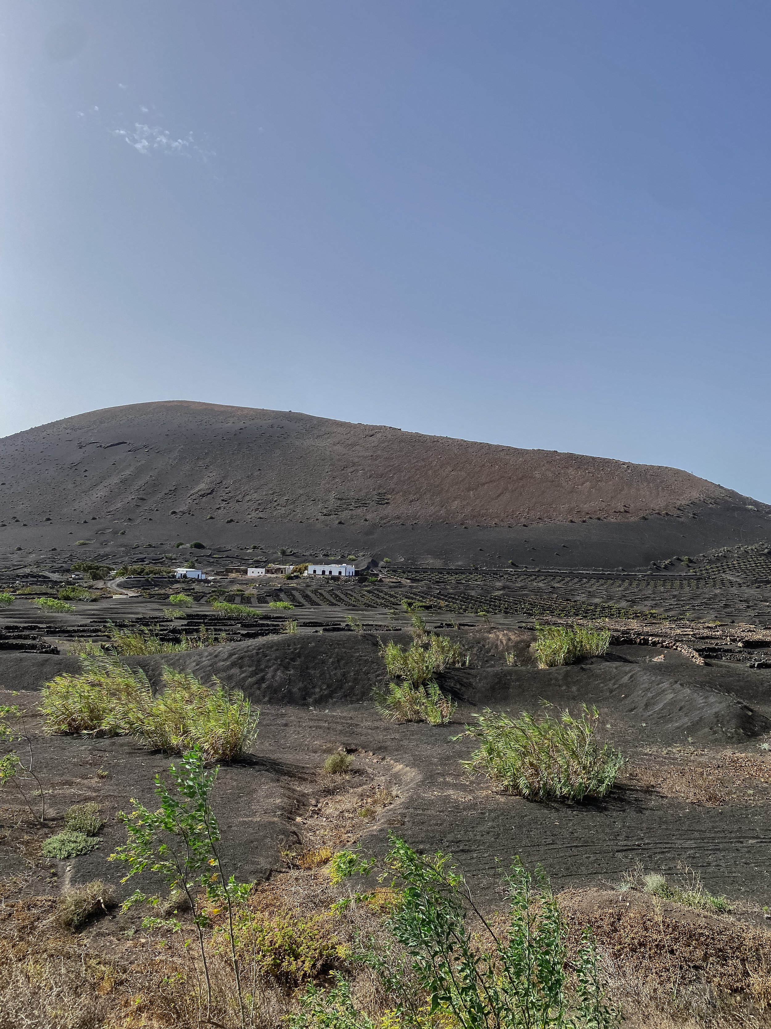 Paysage désertique avec des plantes vertes, des terres noires et des maisons blanches au centre, avec une montagne sombre au fond et un ciel clair.