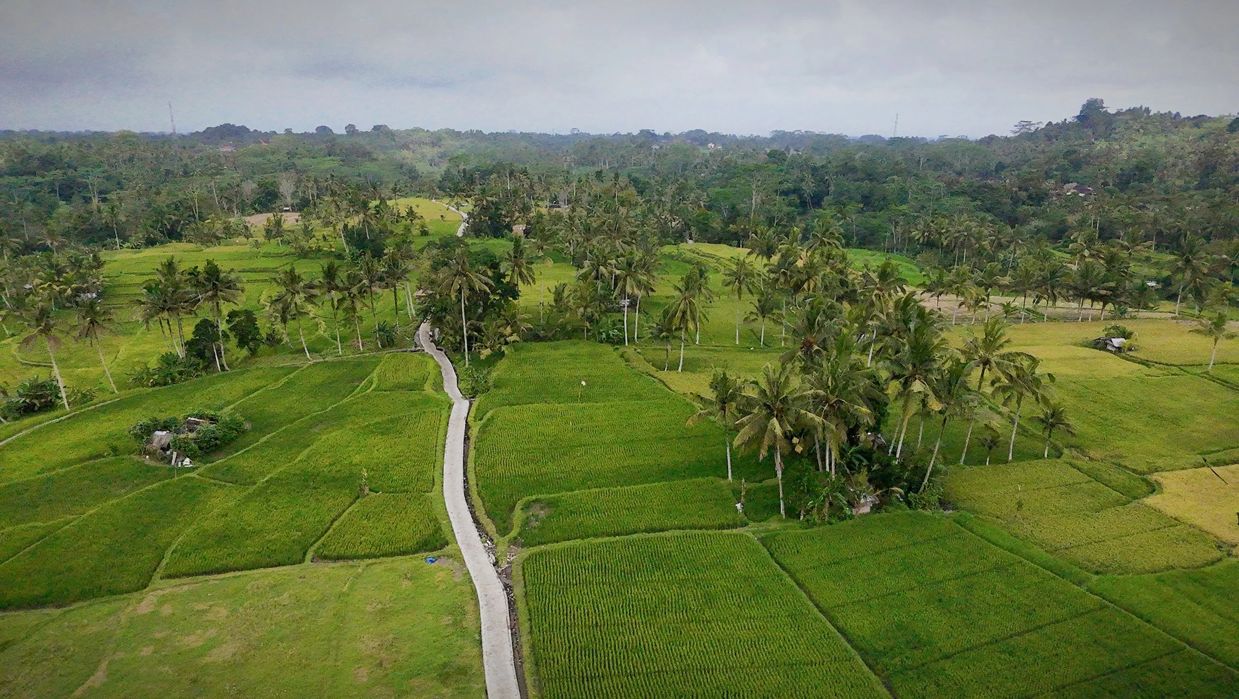 Aerial view of lush green rice paddies and tropical palm trees along a winding dirt road in a rural landscape.