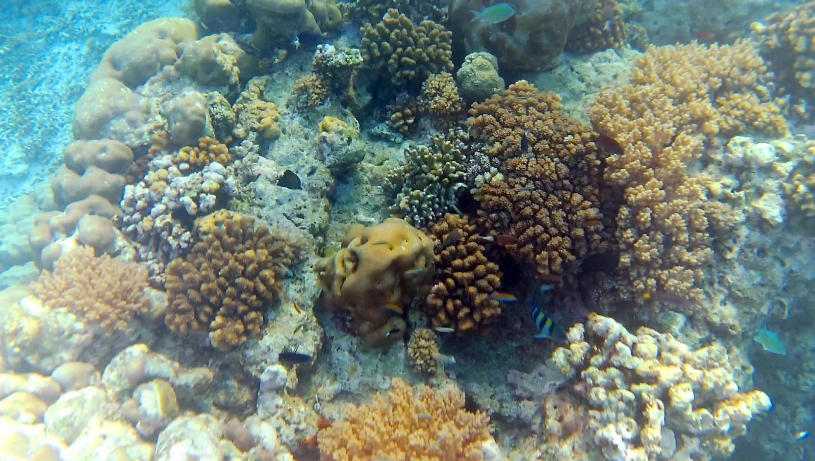 Korallzátonyok és a vízivilággal való egyesülés. A Balira Mentem csapata Gili Meno szigetére szervezett útjaival ez lehetséges.