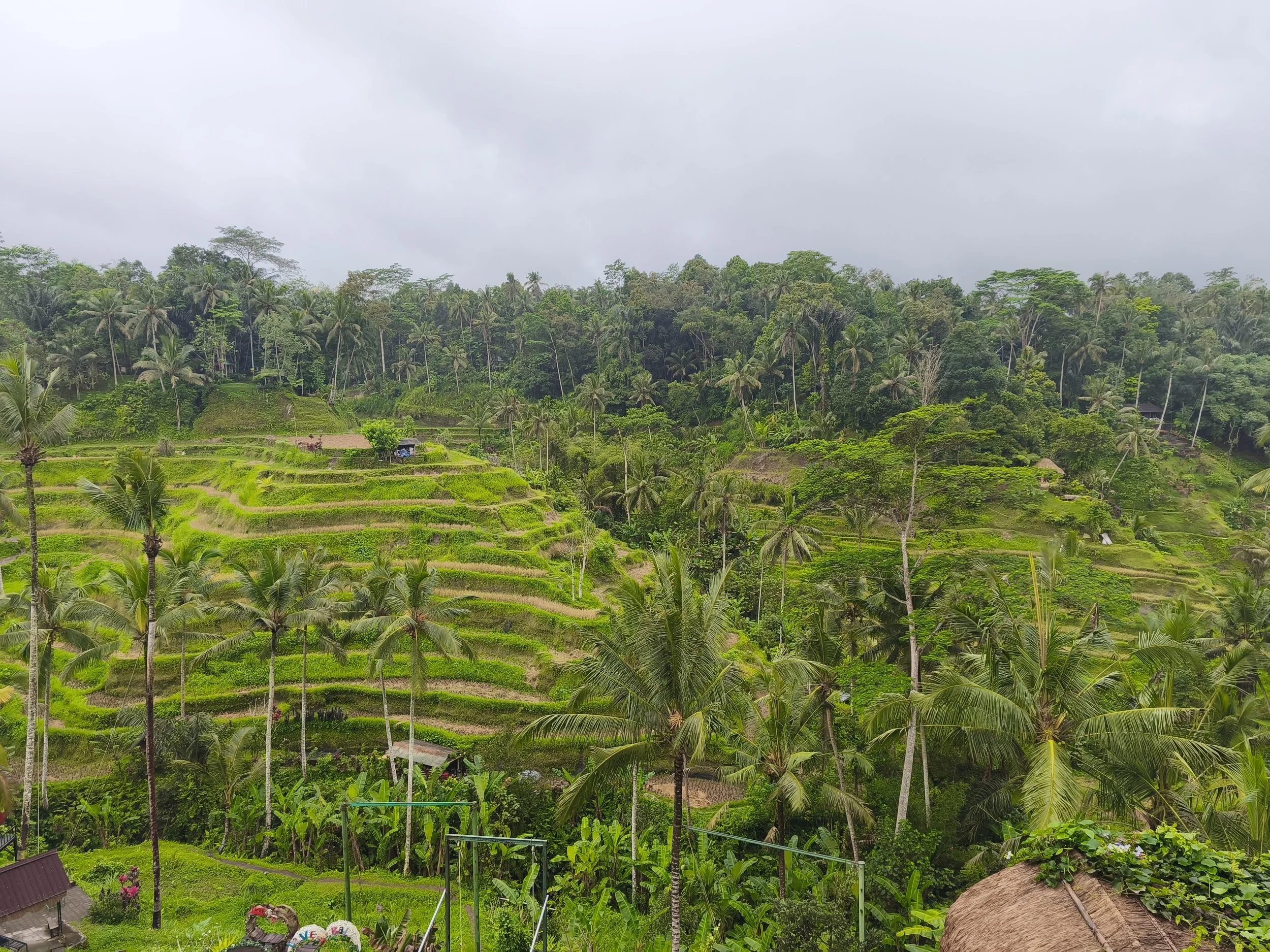 Lush green hillside with terraced rice paddies, palm trees, and dense jungle under a cloudy sky.