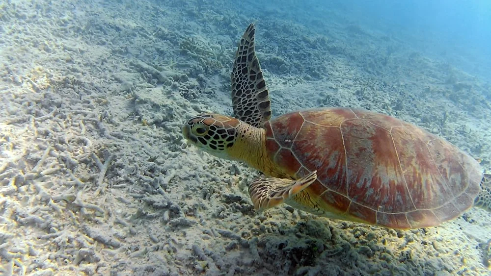 Tengeri teknősök, napsütés, nyaralás, kristálytiszta óceán. Ezek a Gili szigetek. Gili Trawangan, Gili Meno, Gili Air.