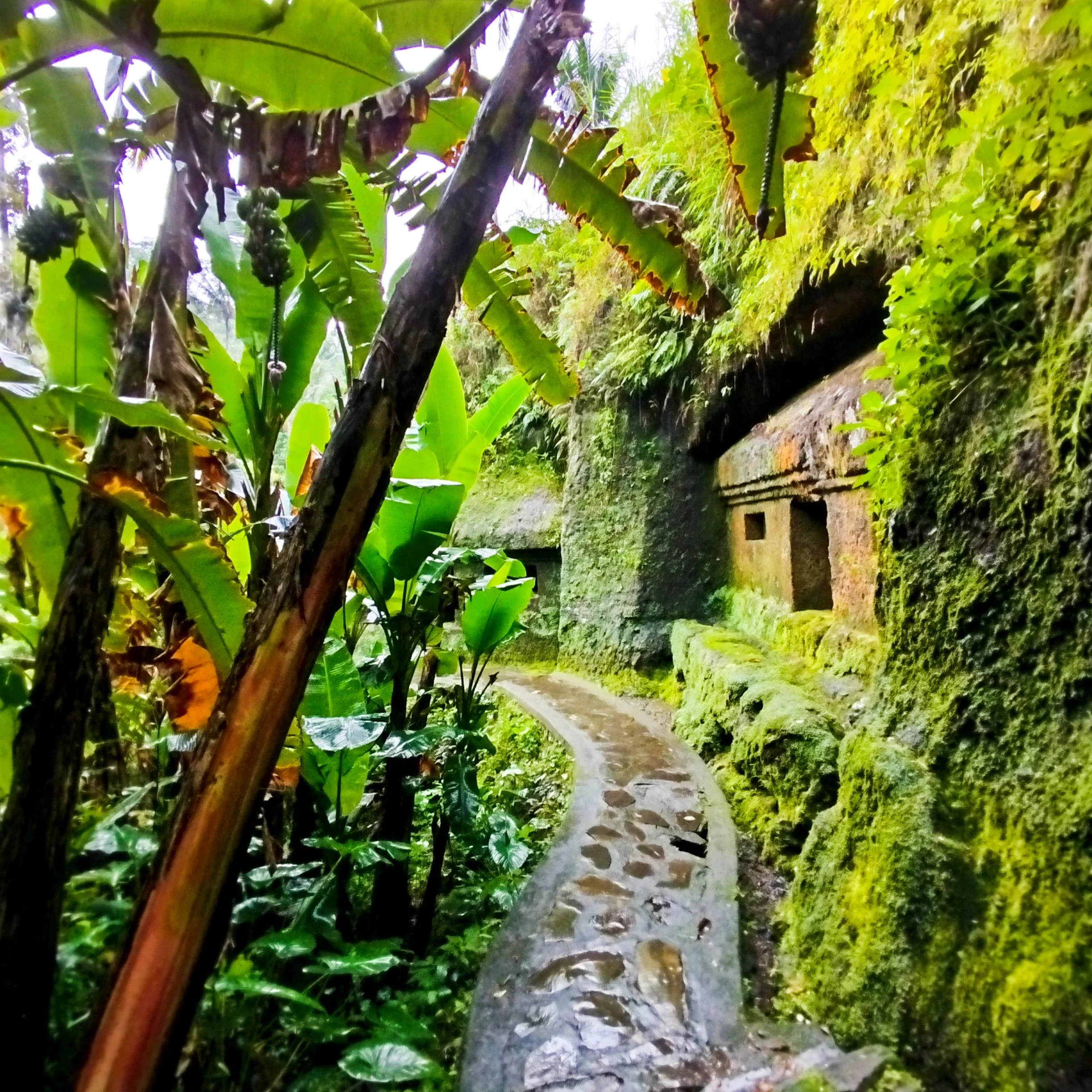 A winding stone pathway through lush green tropical plants and moss-covered rocky walls, with small openings in the stone wall on the right.
