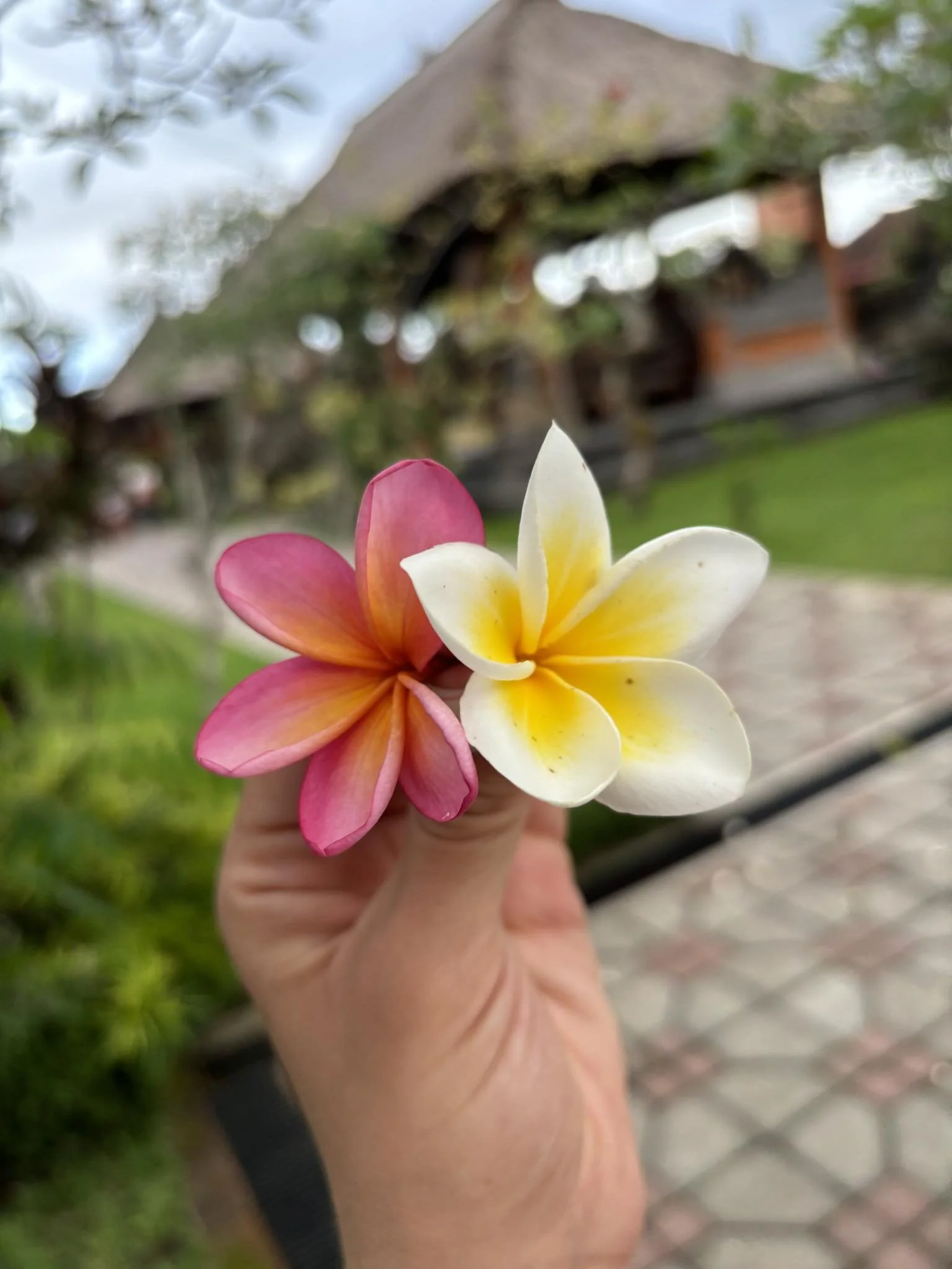 Hand holding two tropical flowers, one pink and one white with yellow center, in a garden with a traditional thatched-roof house in background.