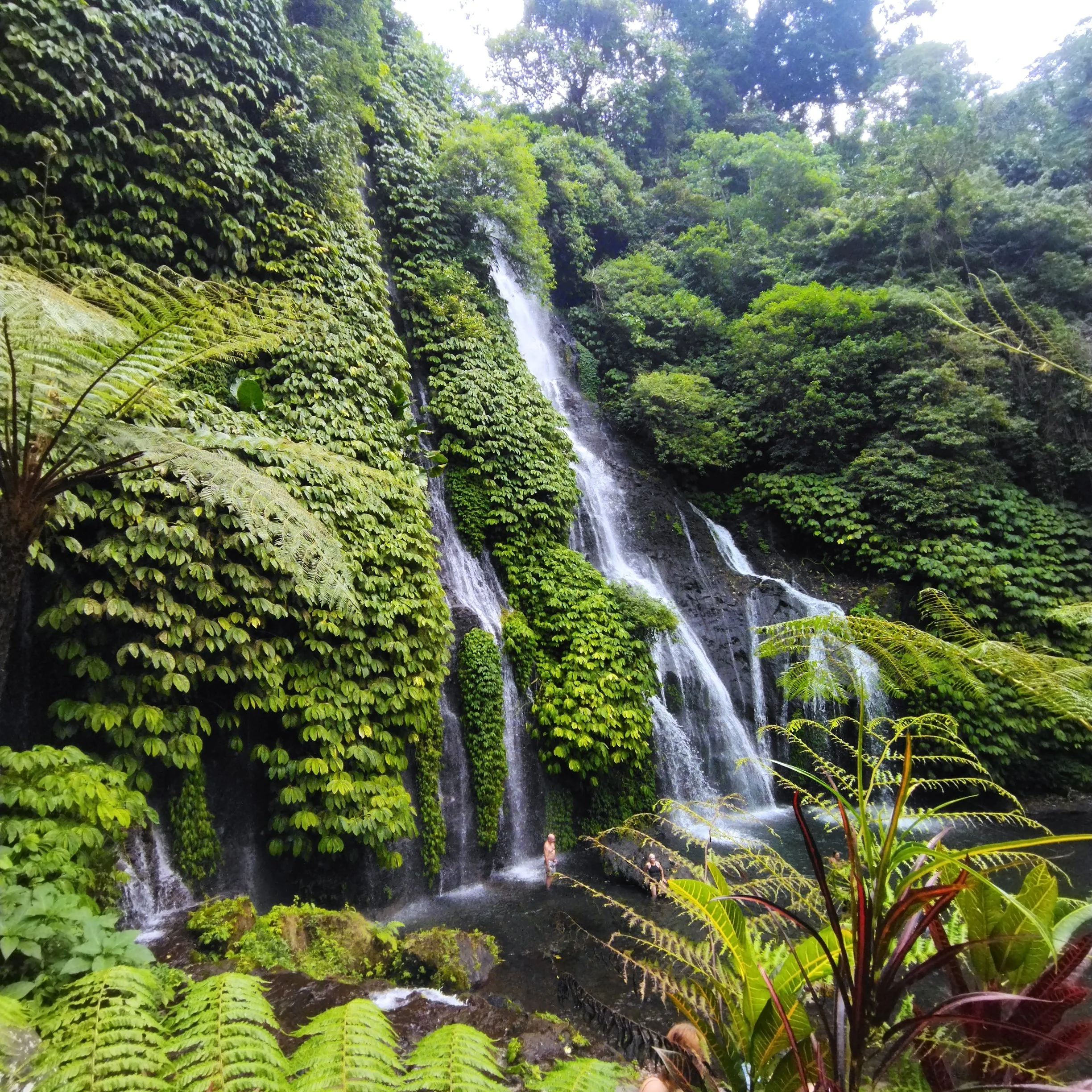 Lush green rainforest with a tall waterfall cascading down rocks into a pool, surrounded by dense foliage and ferns.