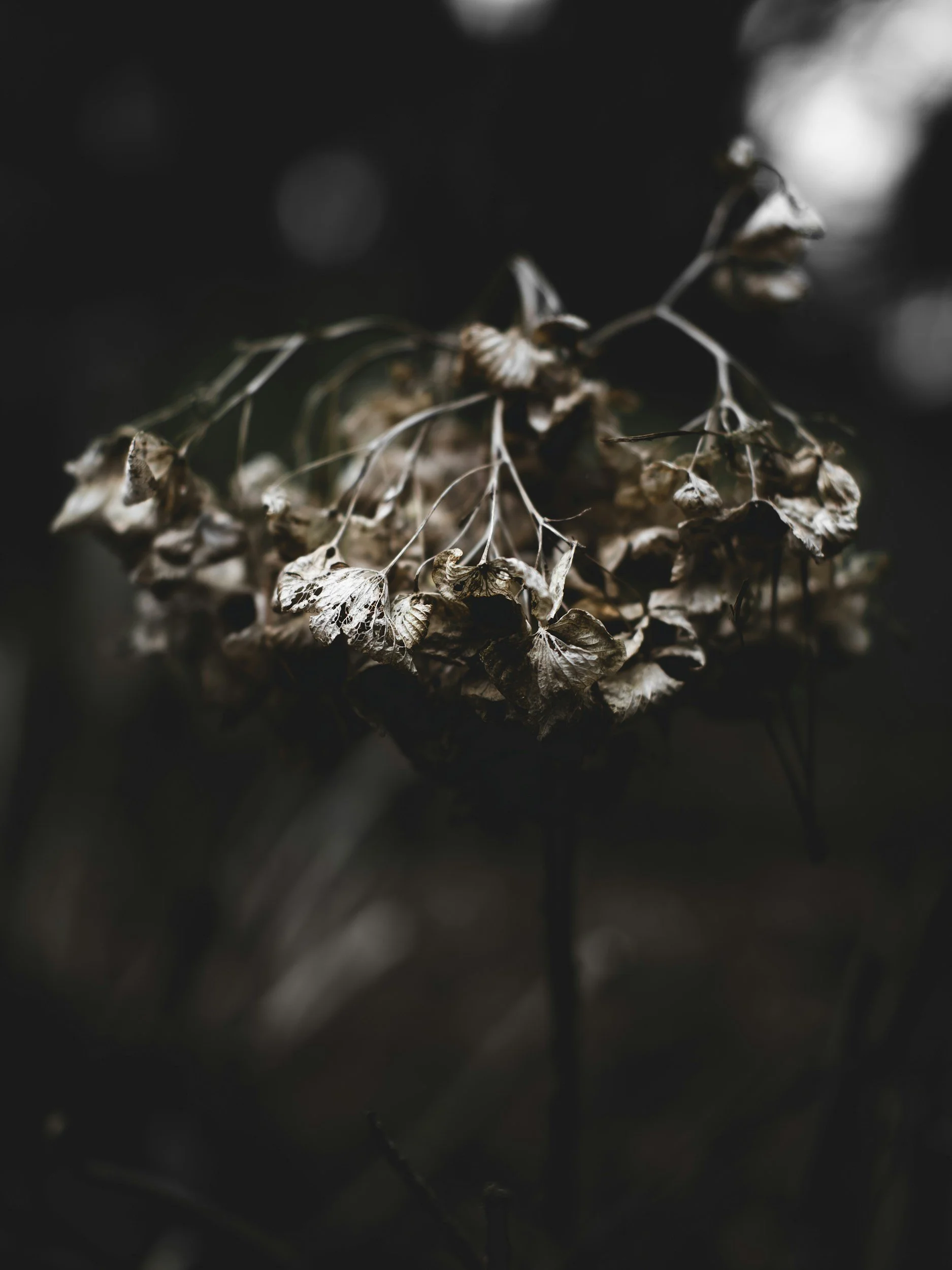 …And There It Is (Dead Daisies)