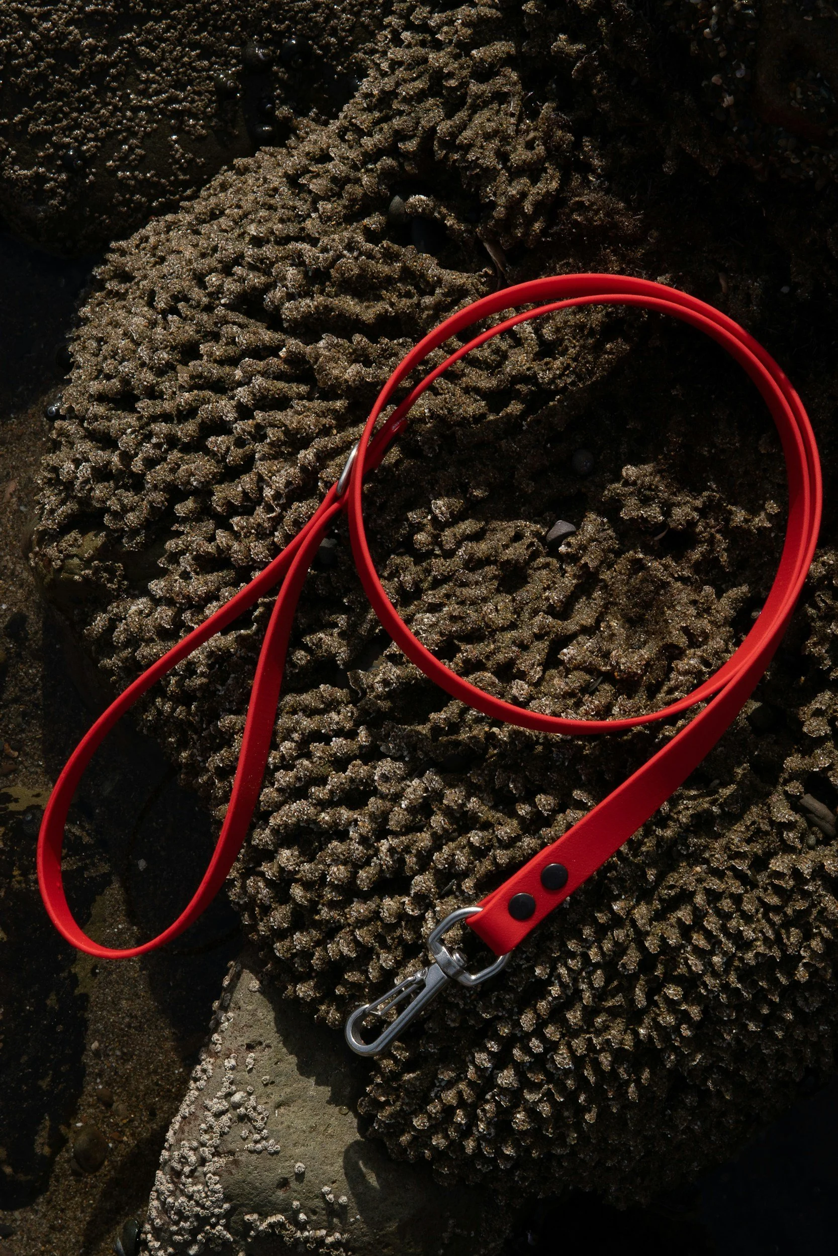 ‘Freak on a Leash’ Cat Collars, More