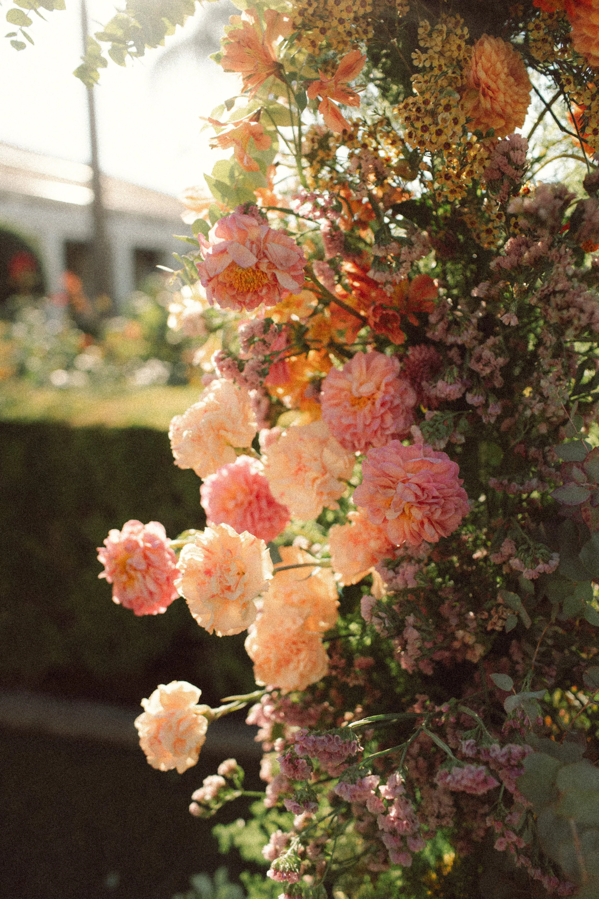 Close-up of pink and peach peony and other flowering plants. Sunlight shining through the flowers, with a blurred background of a house and a garden.