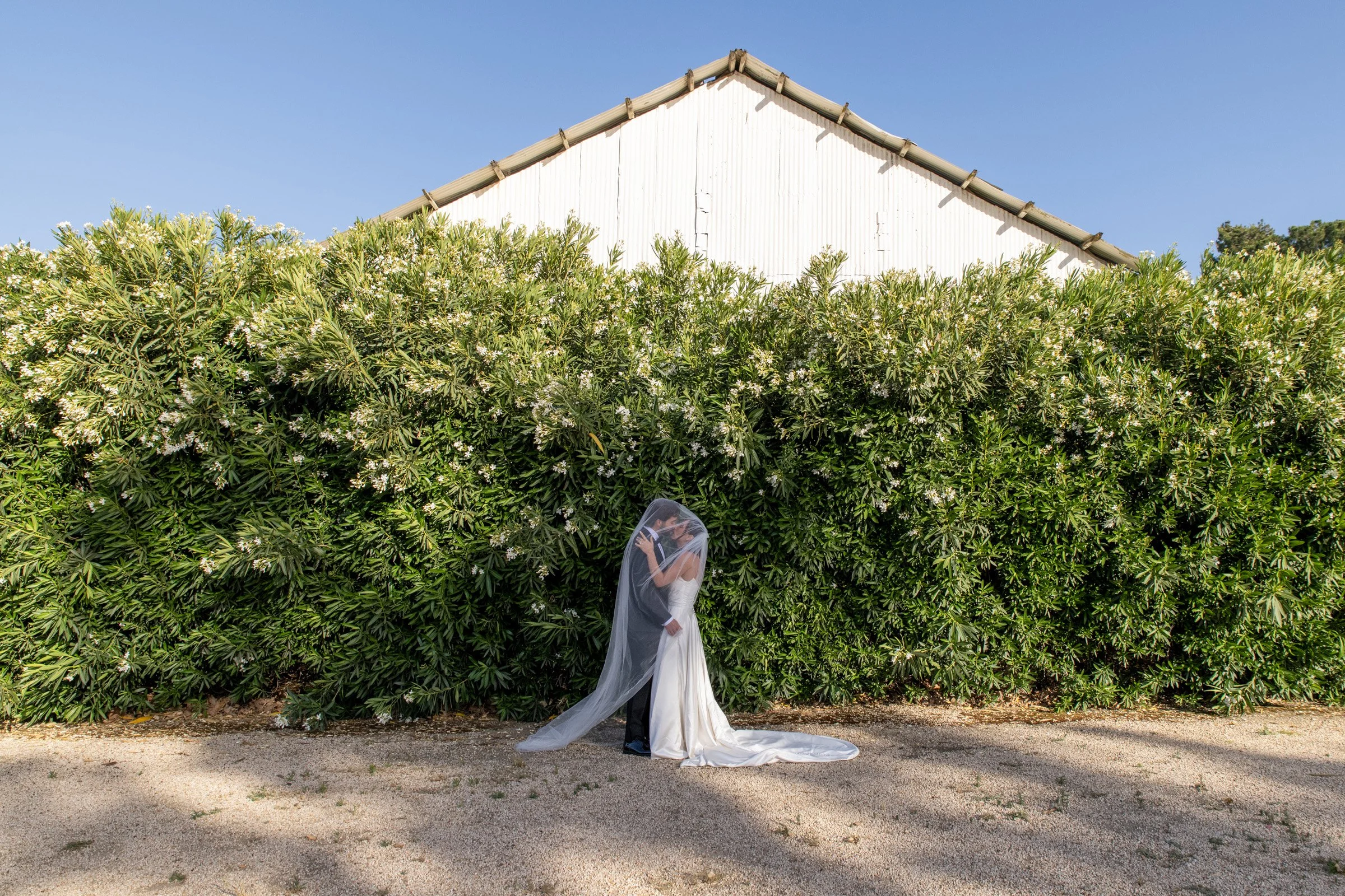 A bride and groom holding each other, kissing under a clear sky, standing on a dirt path in front of a dense green shrub with small white flowers, with a white building partially visible in the background.