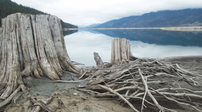The River Remembers: Slow Violence in Genevieve Robertson’s Still Running Water&nbsp;