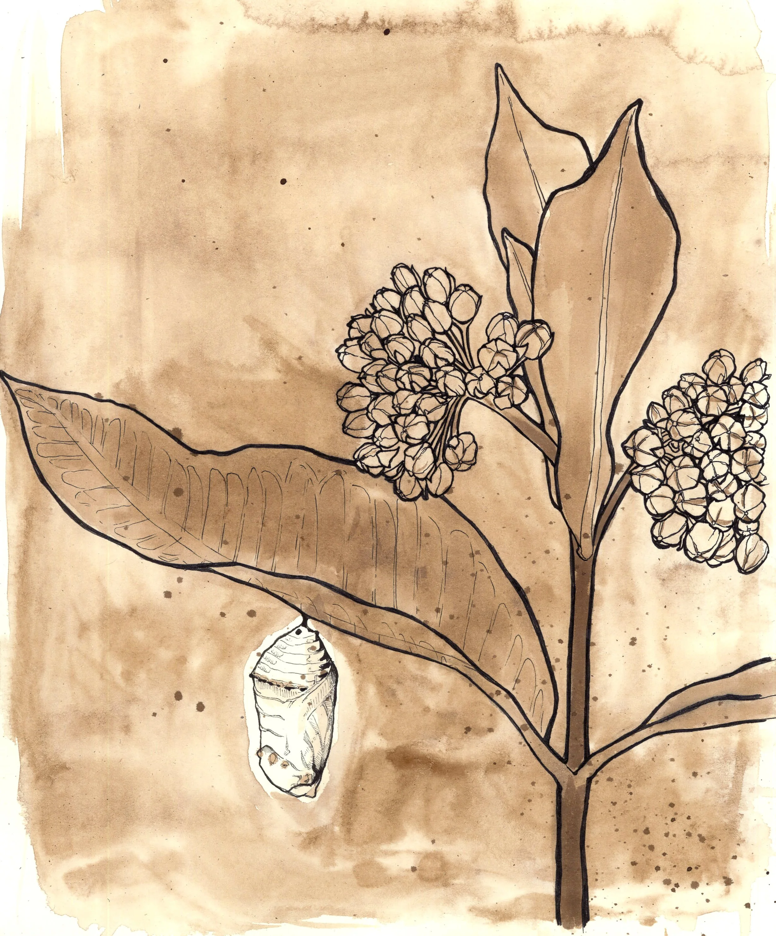 Copy of milkweed2018.jpg