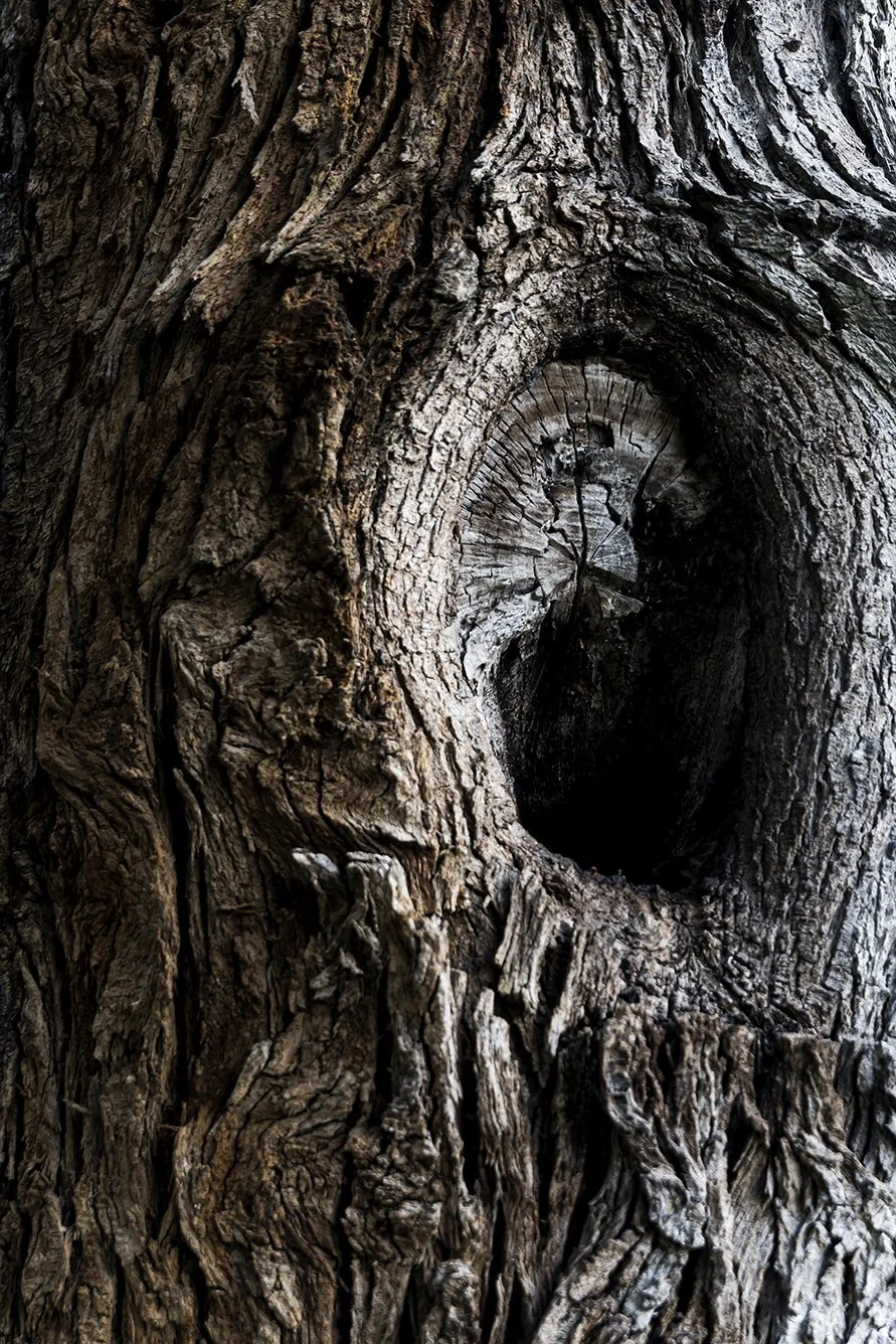 Cicatrices del Tiempo / compra para descarga