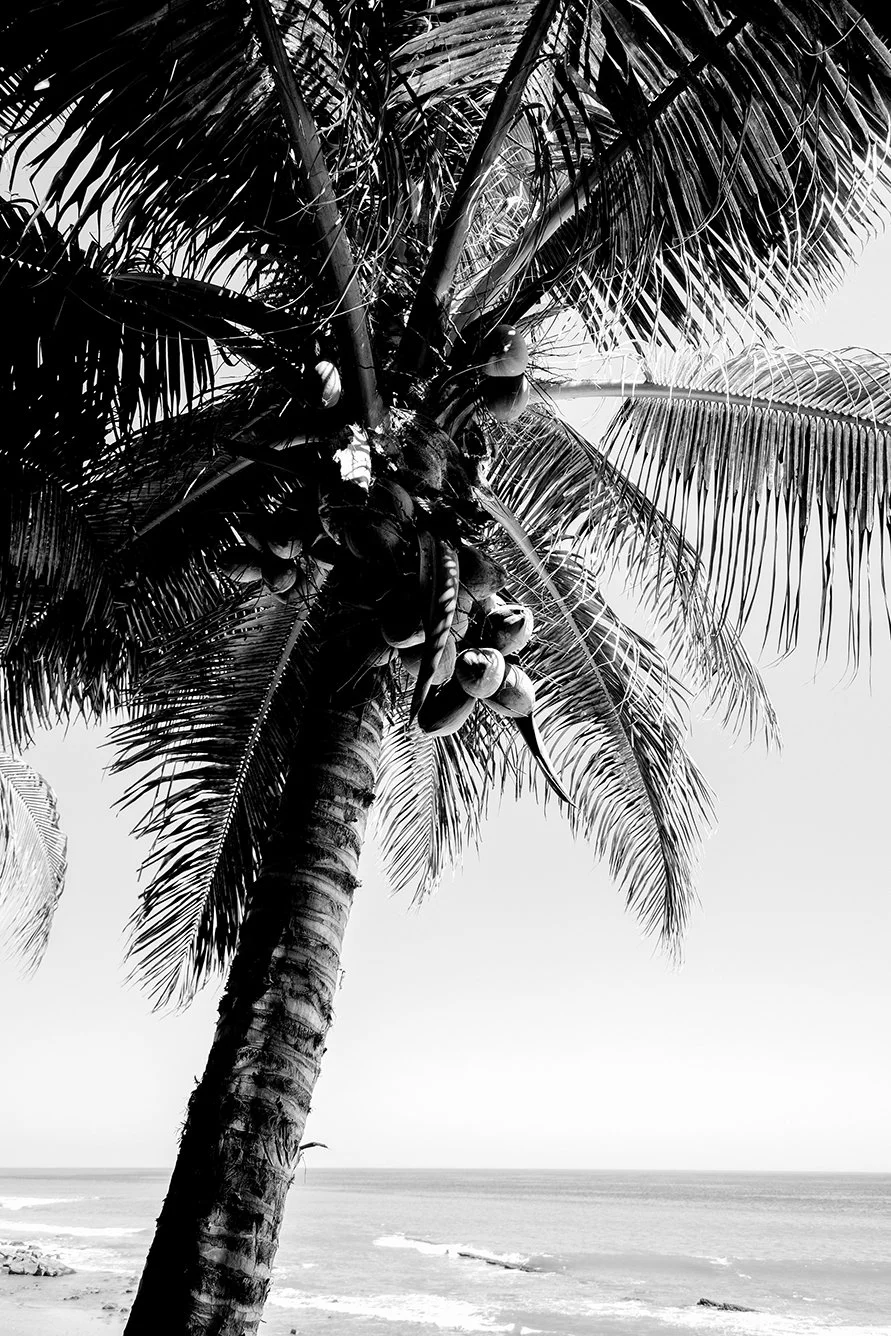 Horizonte Tropical / compra para descarga