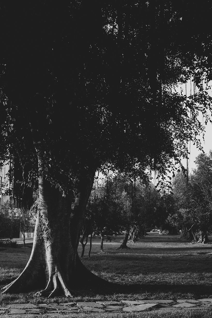 Sombras y raíces.jpg