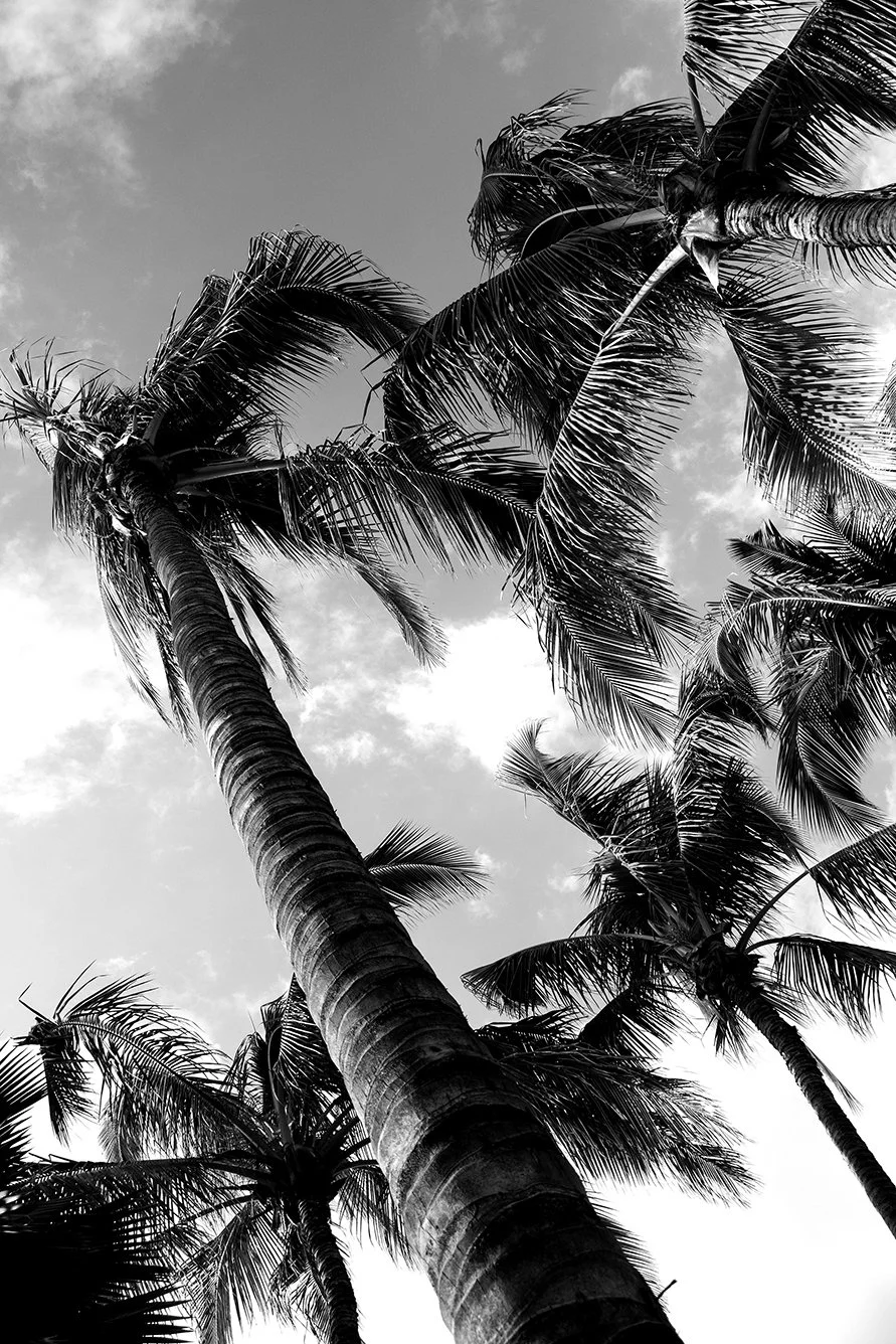 Palmeras Eternas / compra para descarga