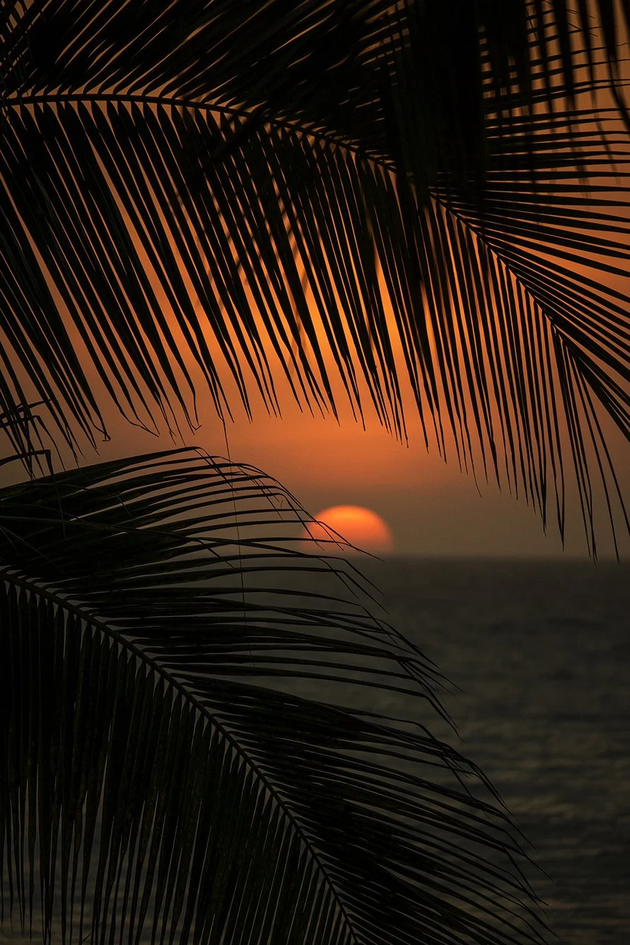 Atardecer entre Palmeras / compra para descarga