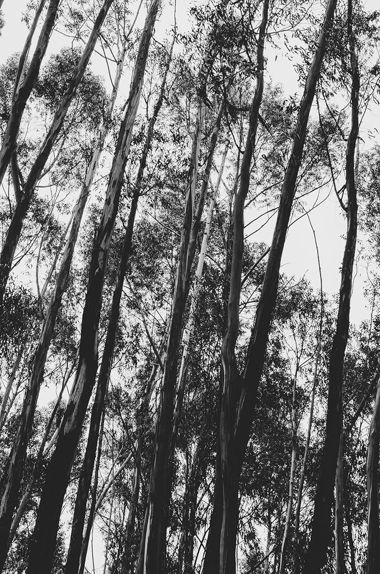 Geometría natural.jpg