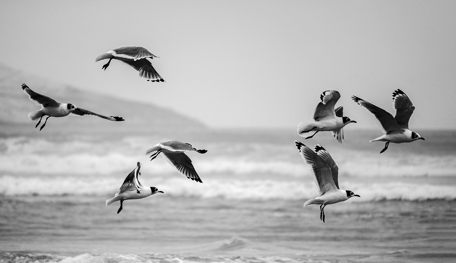 Caos en Libertad / compra para descarga