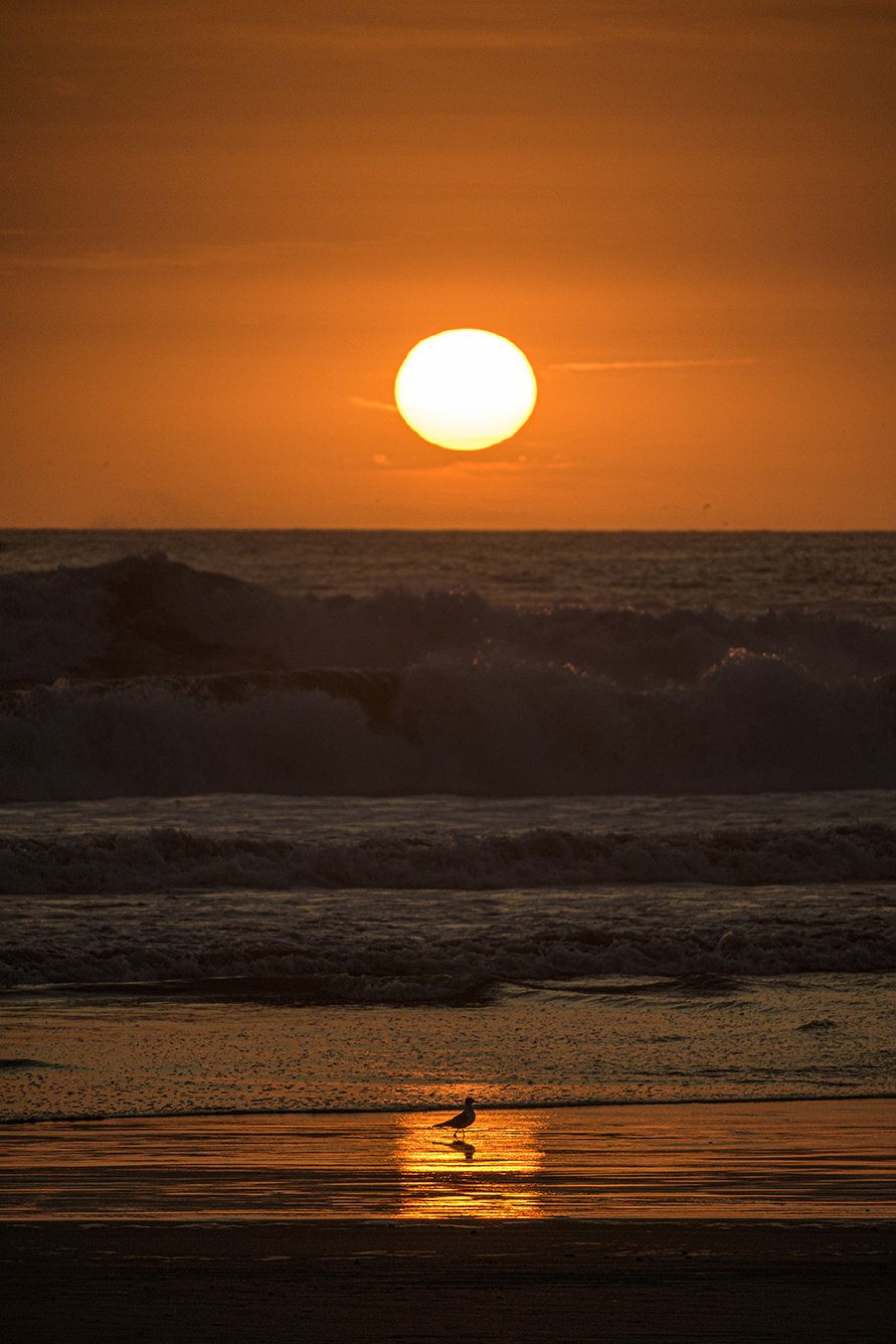 El Sol y la Gaviota / compra para descarga