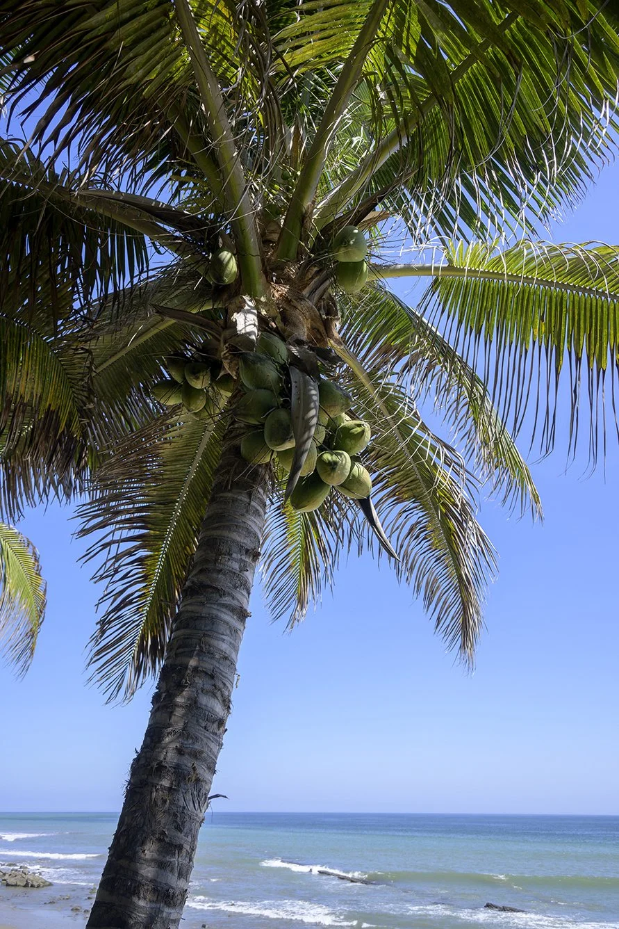 Horizonte Tropical color / compra para descarga