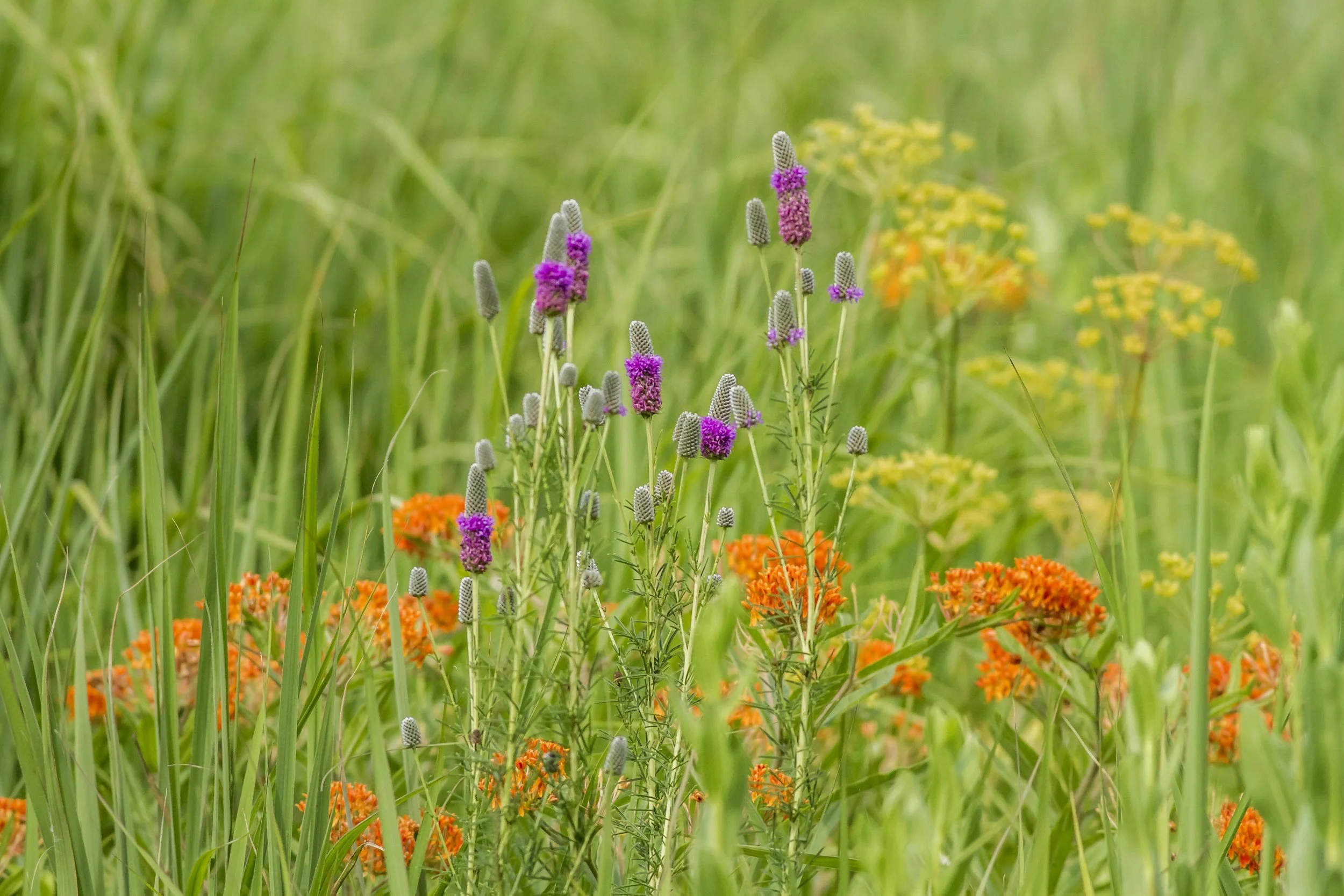 Wildflowers in a grassy field, including purple, orange, and yellow blooms.