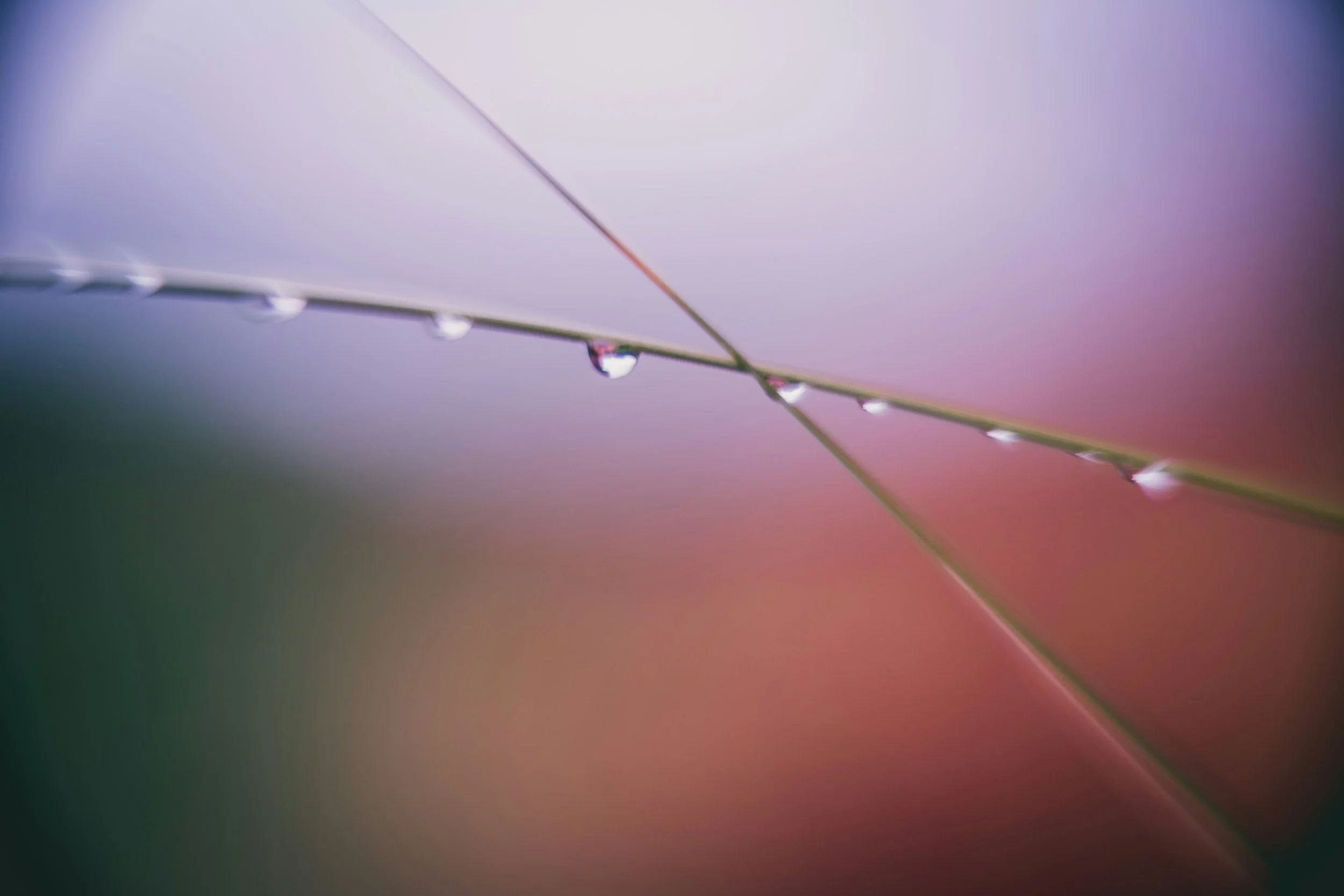 Close-up of a grass blade with water droplets hanging from it, against a soft, blurred pastel background.