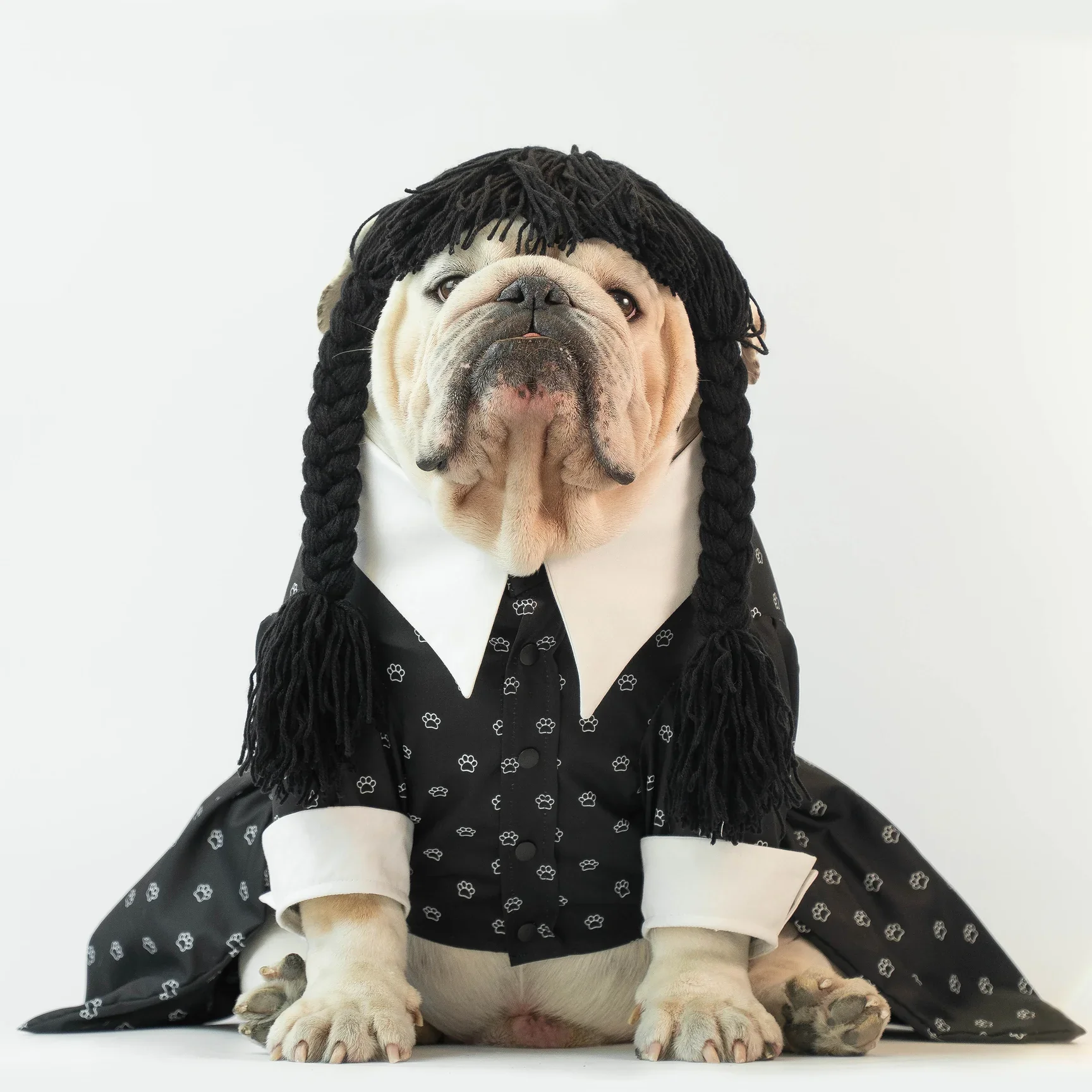 2025 Trending Dog Halloween Costumes: Fun, Safe, and Totally Adorable