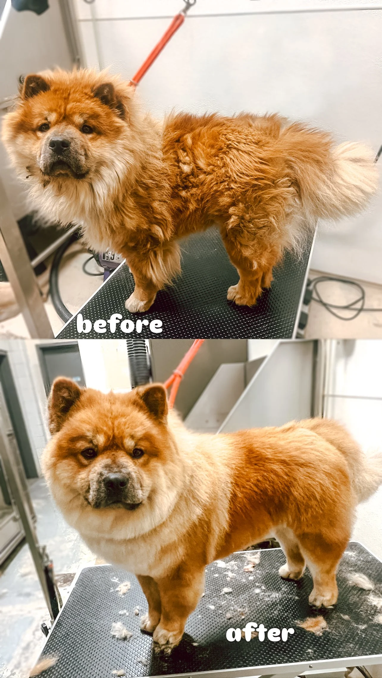 How Often Should Your Dog Be Groomed?