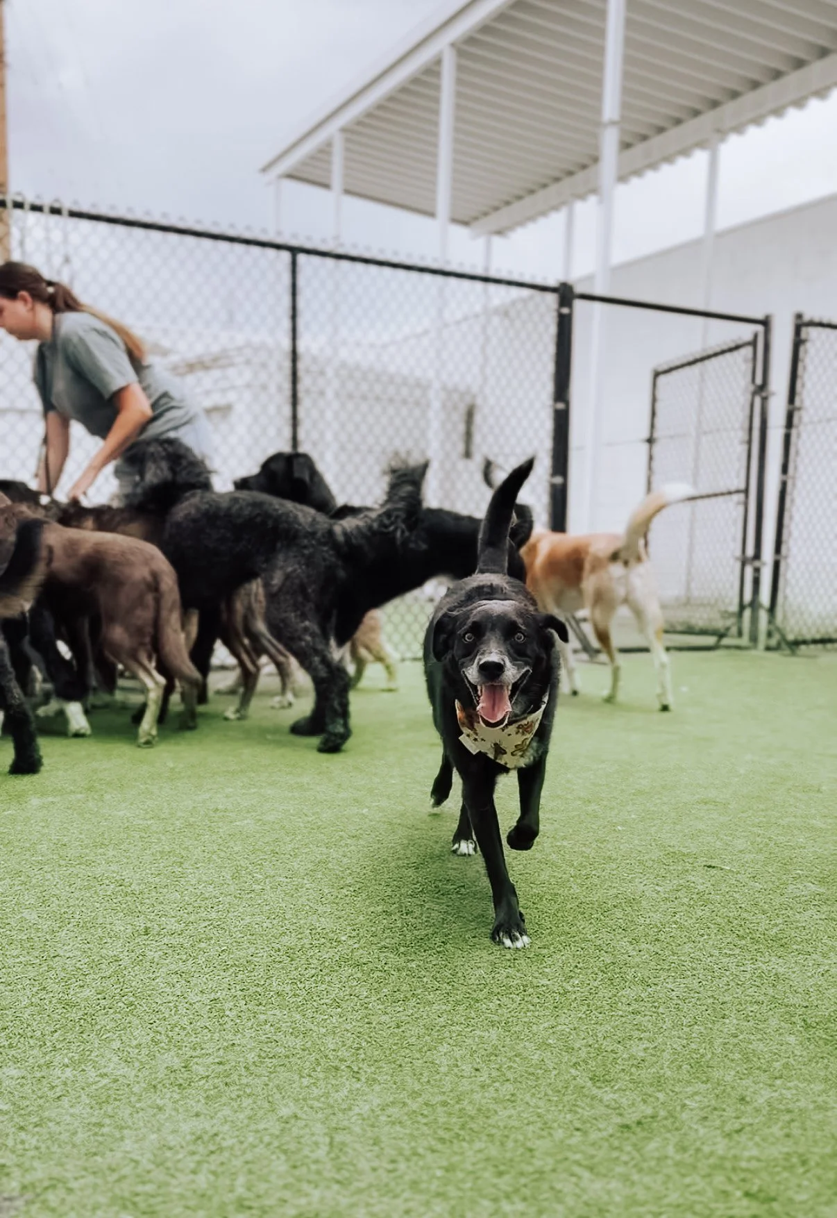 A Day at Unleashed Dog Hotel