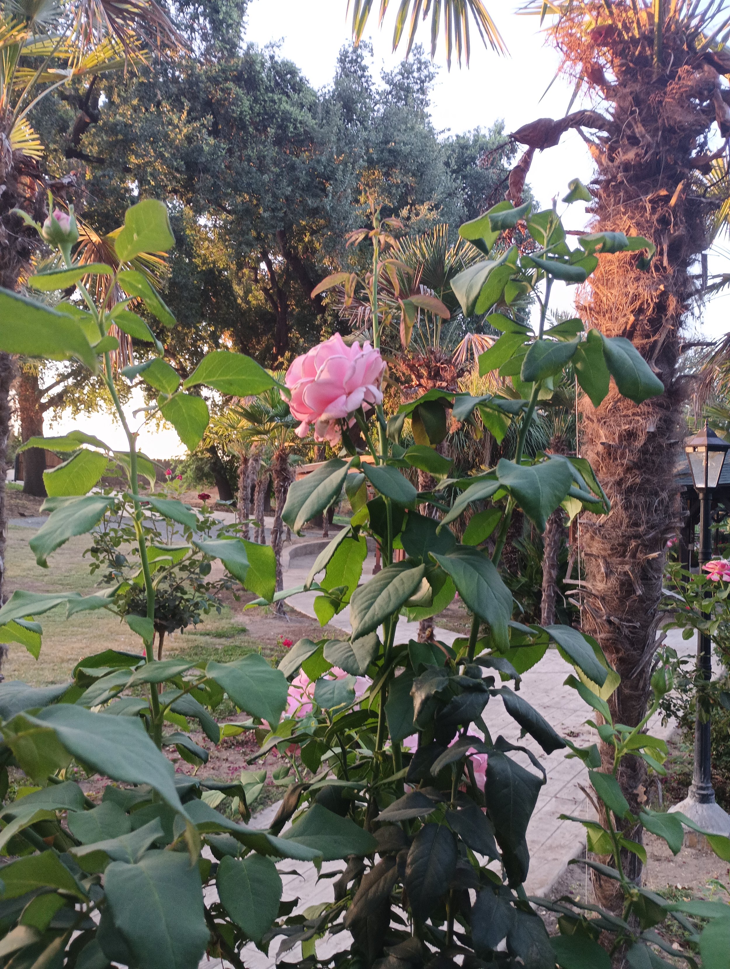 Pink flower on a green bush in a park with trees, a pathway, and a lamp post in the background.