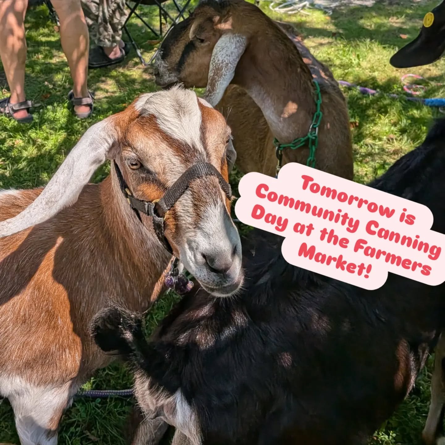 Nicky's goats want you to come to Community Canning Day tomorrow at the Old Schoolhouse Common.  Farmer Ama will walk us through the basics of water-bath canning from 10:30-12:30. 
RSVP by emailing marshfieldrh@gmail.com 

Marshfield Farmers Market o