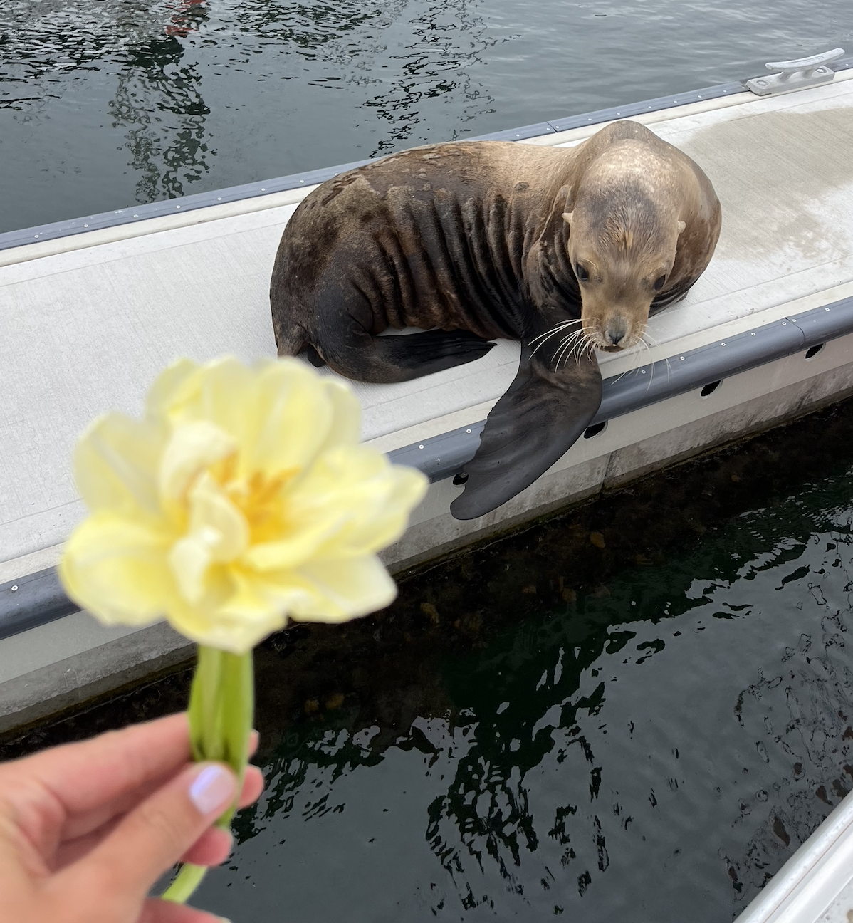 Oceanport Florist Tulip