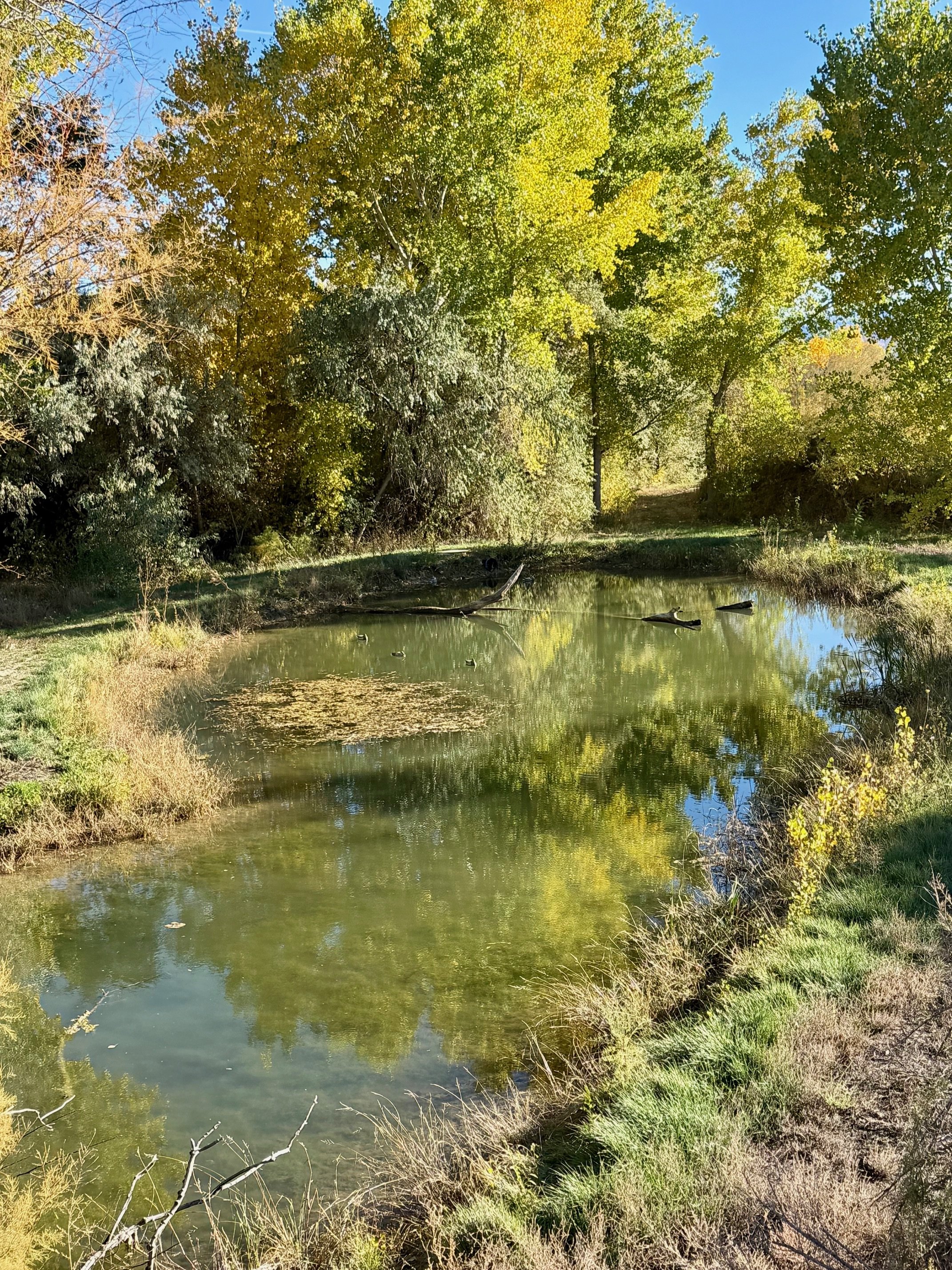 pond8.jpeg