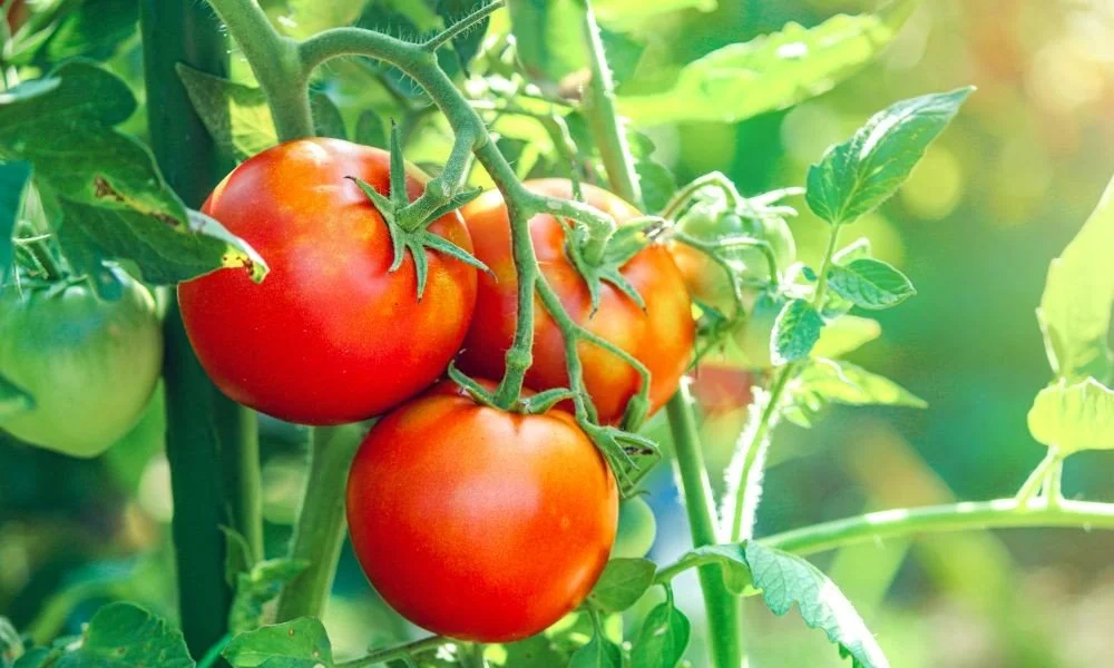 I Ate a Tomato…