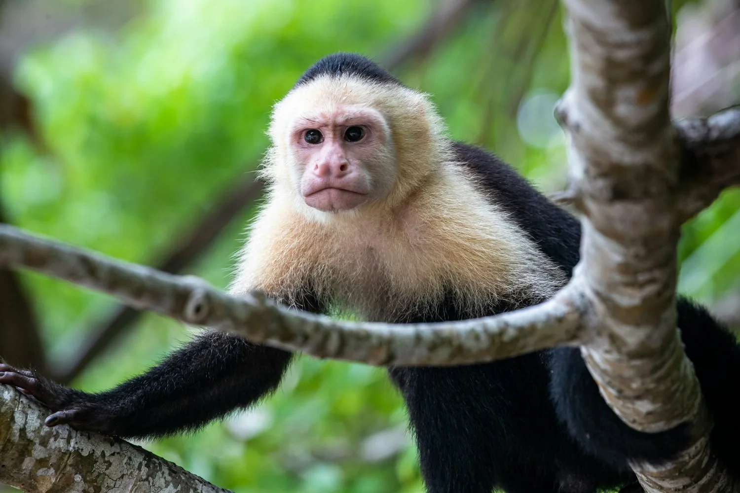Close-up of a white-faced capuchin monkey with black body fur, sitting on a tree branch with lush green foliage in the background.