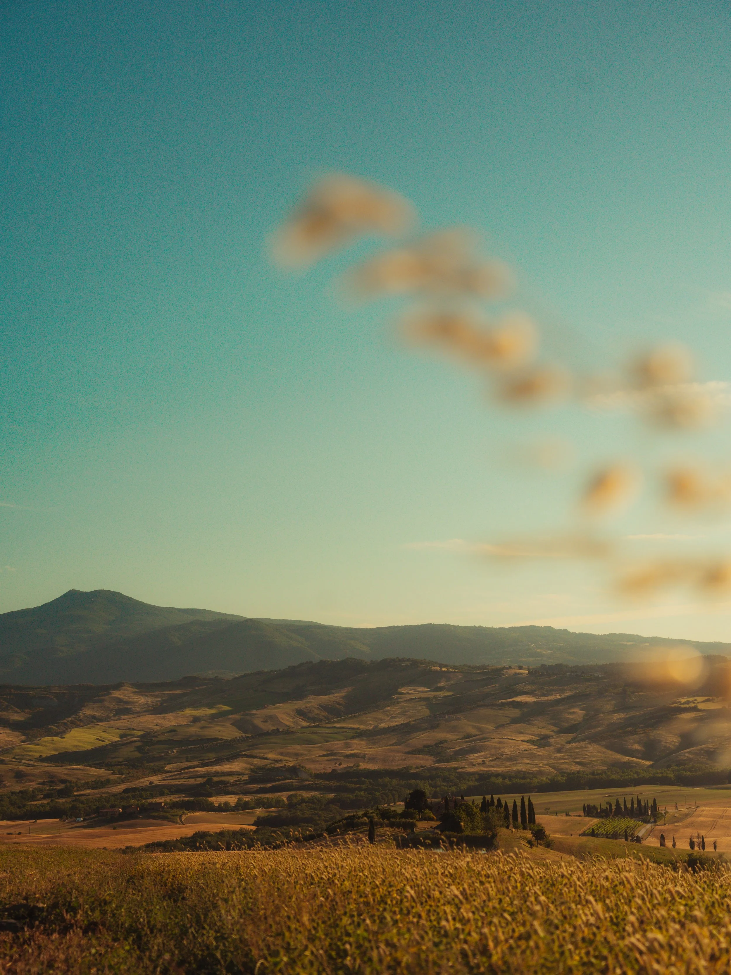 Scenic landscape of rolling hills and valleys at sunset with a mountain in the distance and some trees in the foreground.