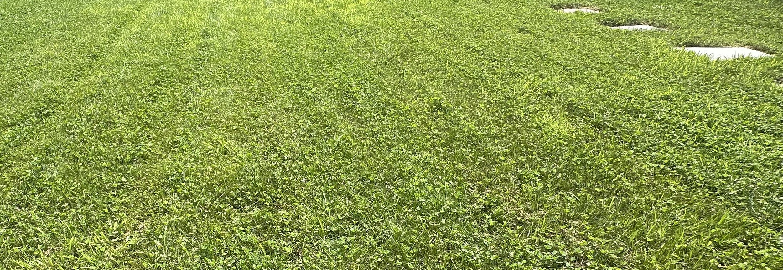 How to Repair & Grow Green Grass in the Summer Sun