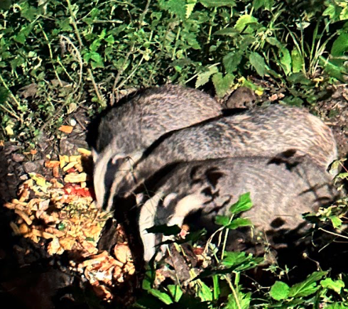 A blurry photo of three badgers eating restaurant scraps.