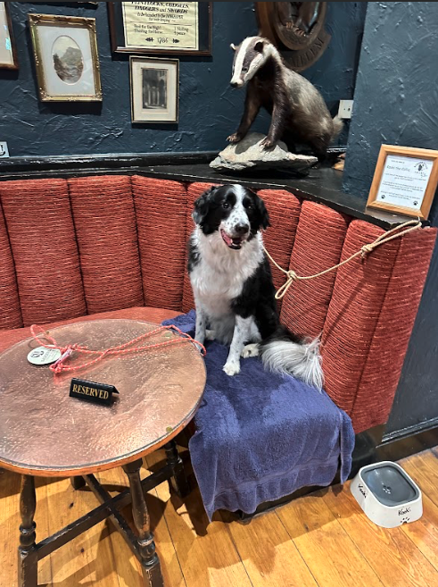 A black and white dog sits in a curved banquette table in a restaurant.