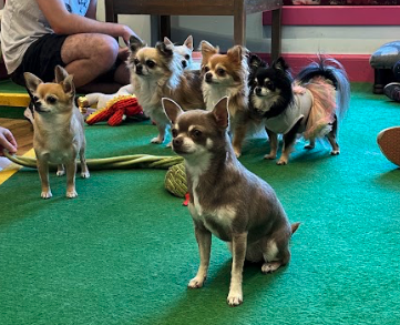 A photo of 6 chihuahuas sitting on a green carpet.