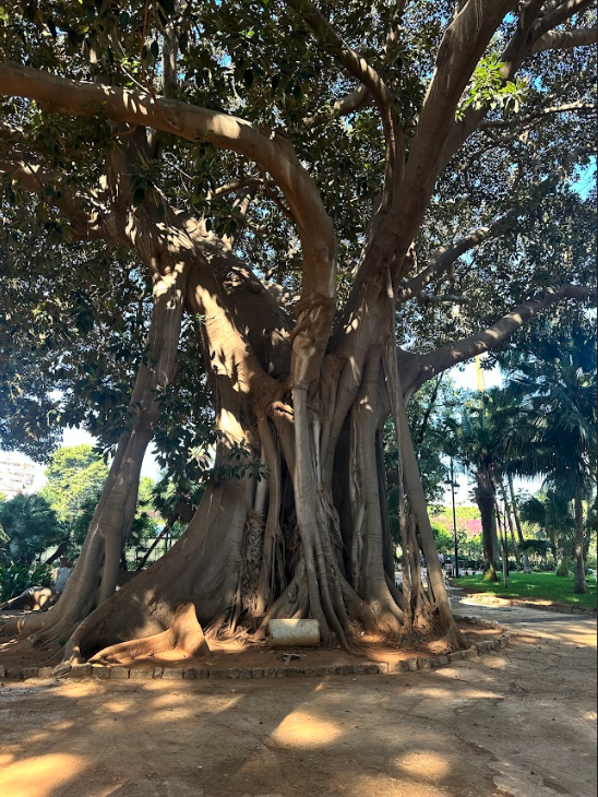 A Moreton Bay fig tree with dramatic buttress roots.