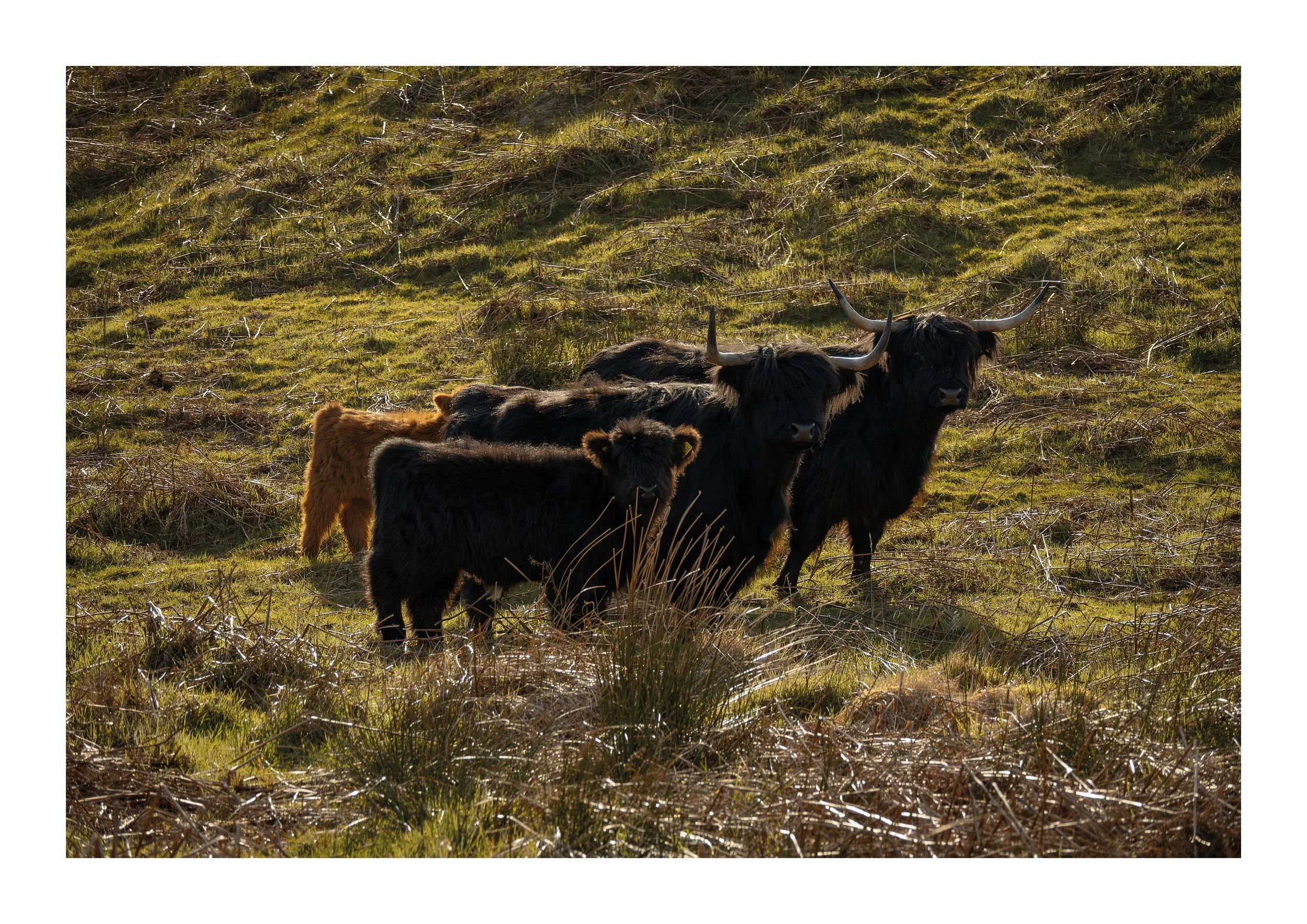 cows-squarespace.jpg