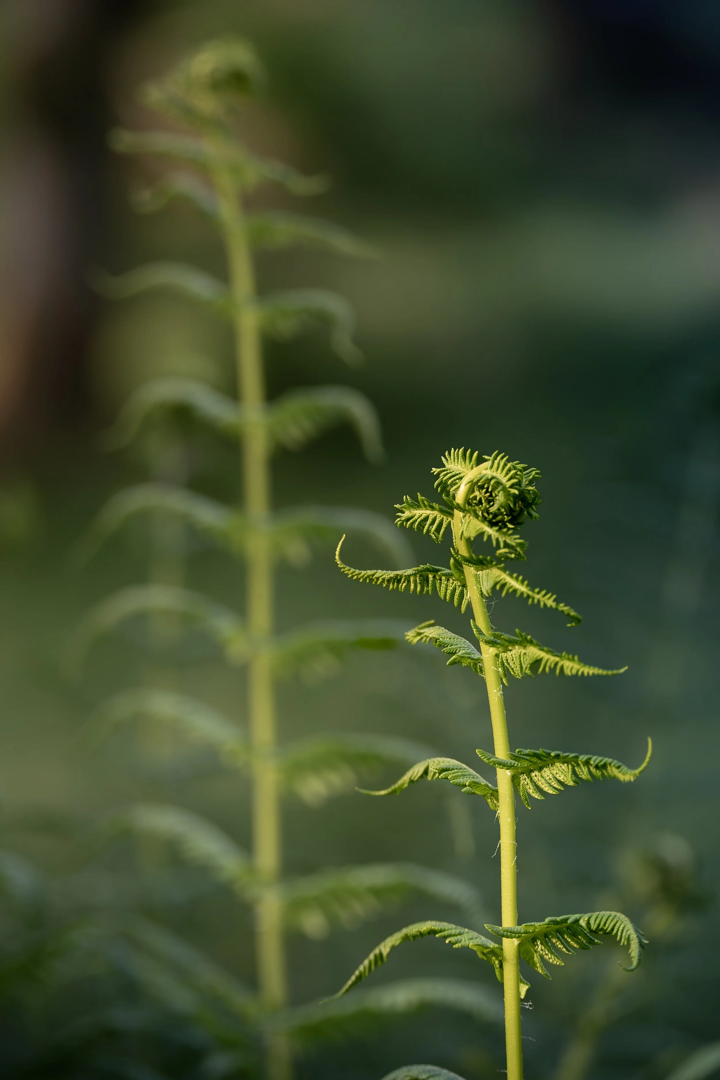 Close-up of a young fern frond unfurling, with the background blurred.