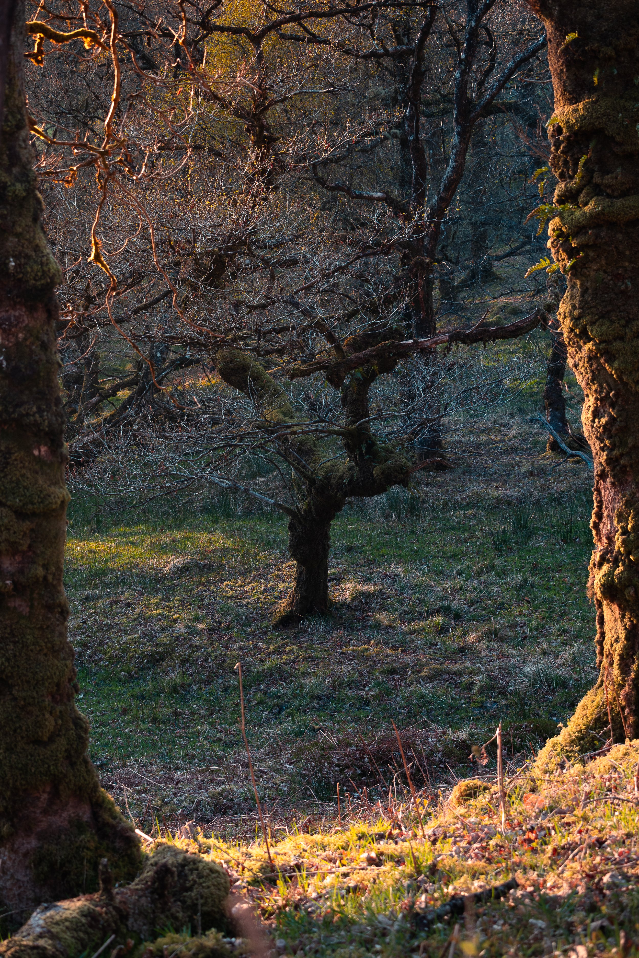 A view through a natural frame of two moss-covered trees into a leafless, gnarled tree in a forest during a sunset or sunrise, with dappled sunlight illuminating the grassy ground.