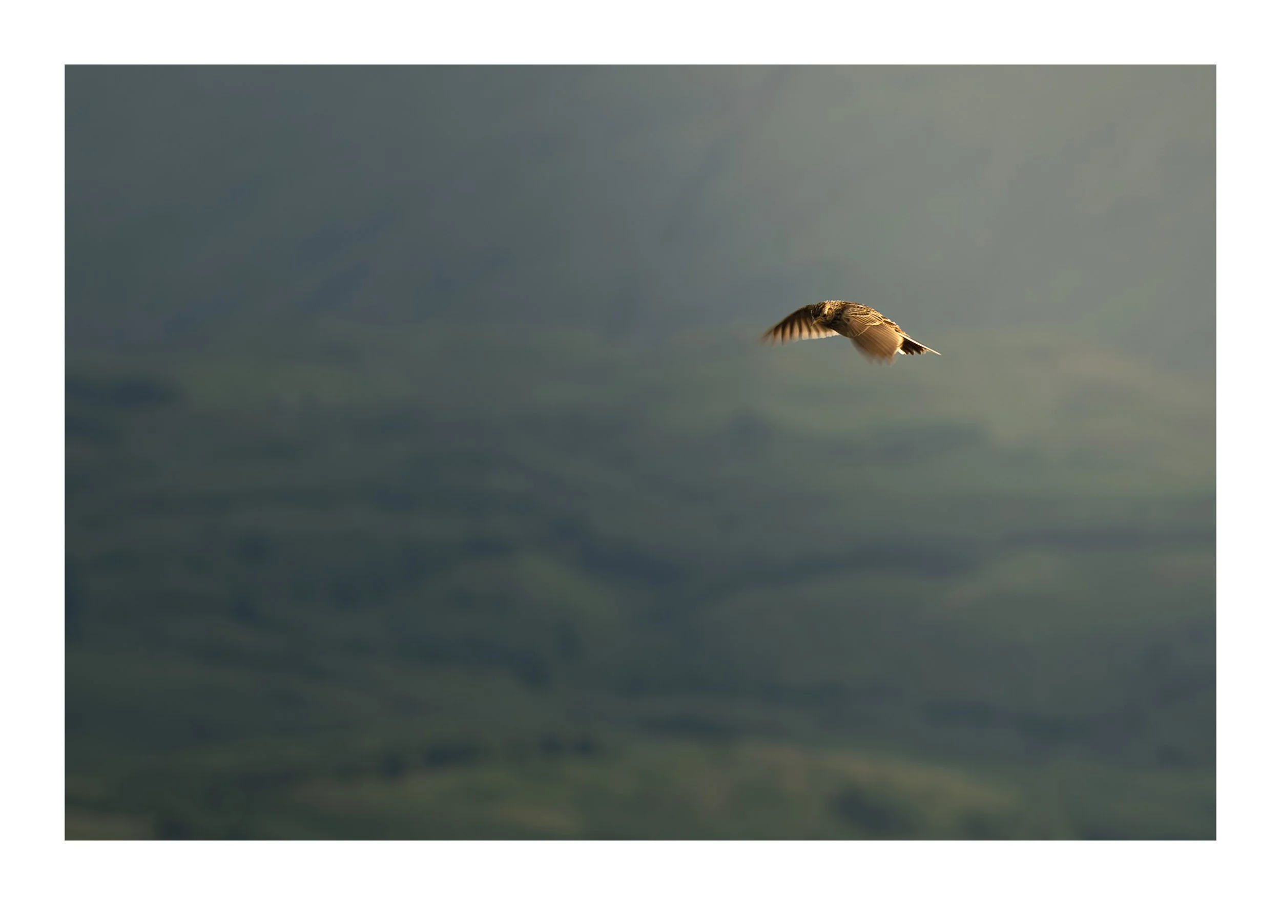 A picture of a meadow pipit in flight