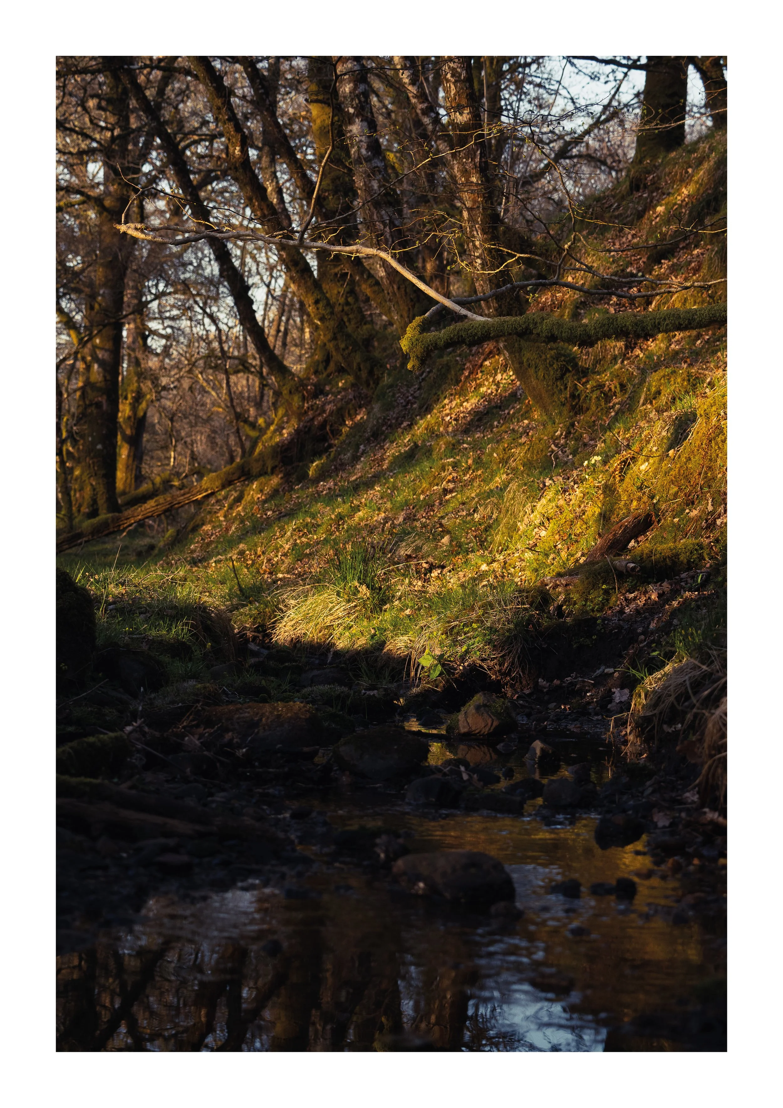A picture of a tree above a stream