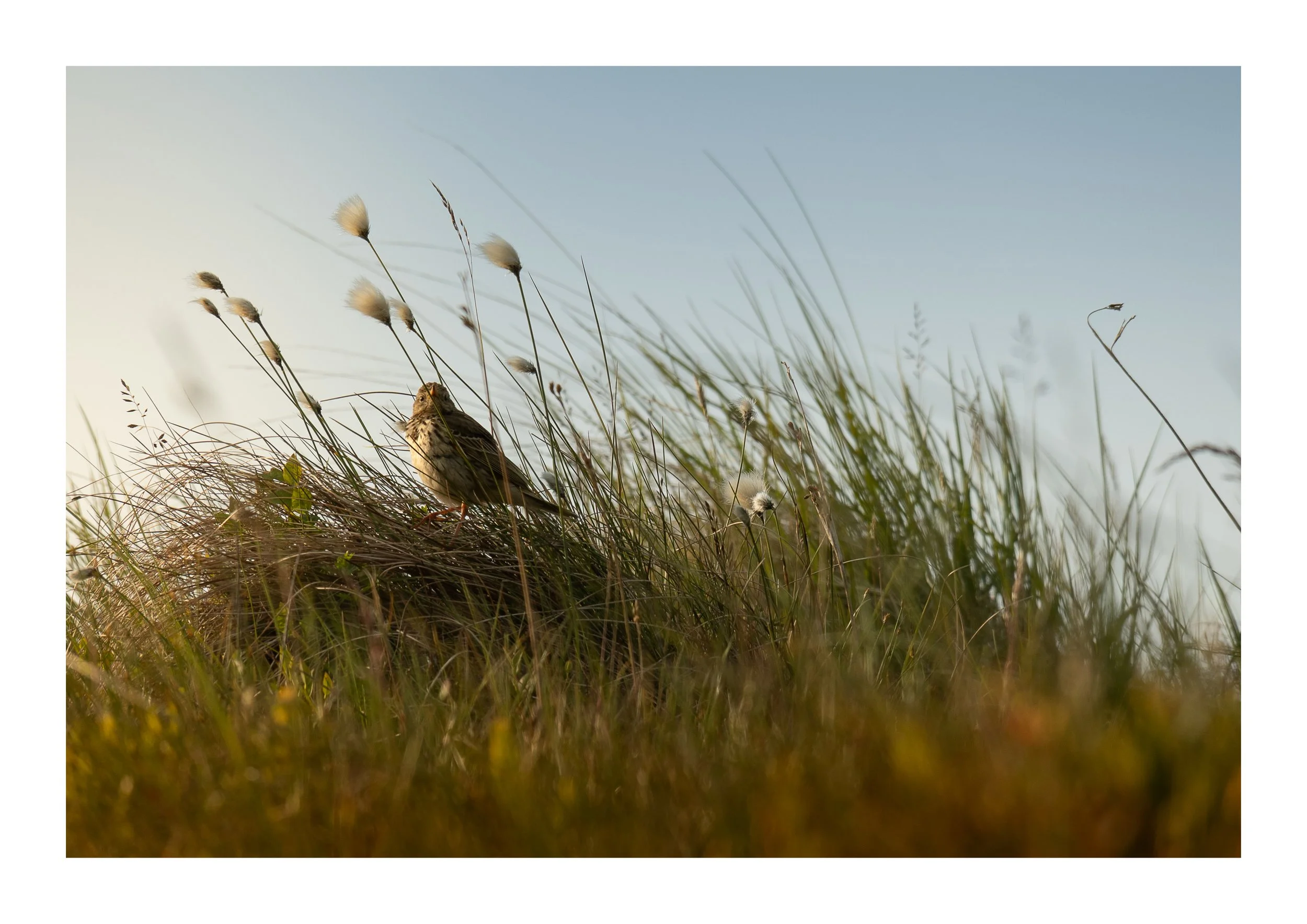 A picture of a meadow pipit amongst cotton grass